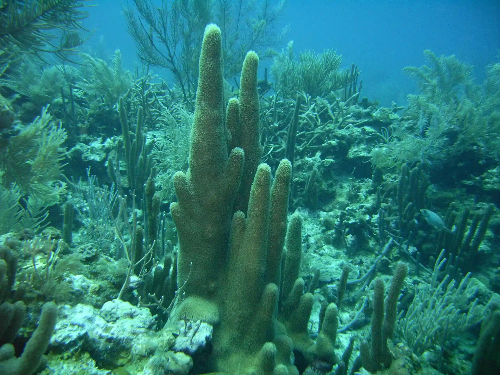 Dive site photo