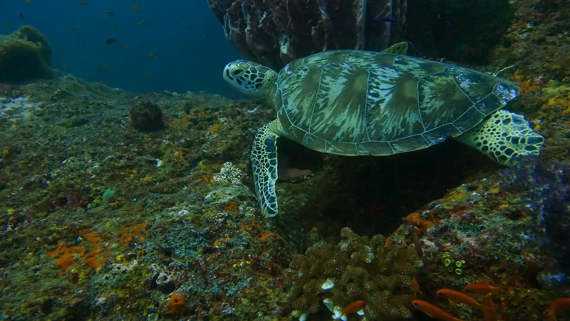 Dive site photo