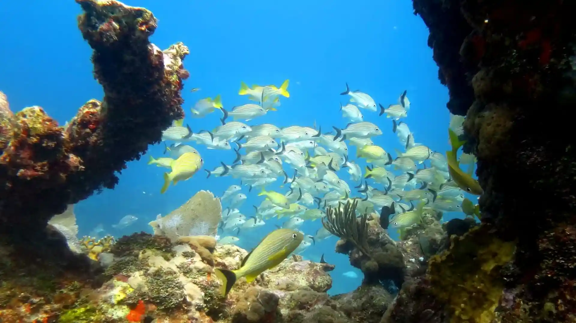 Foto del sitio de buceo