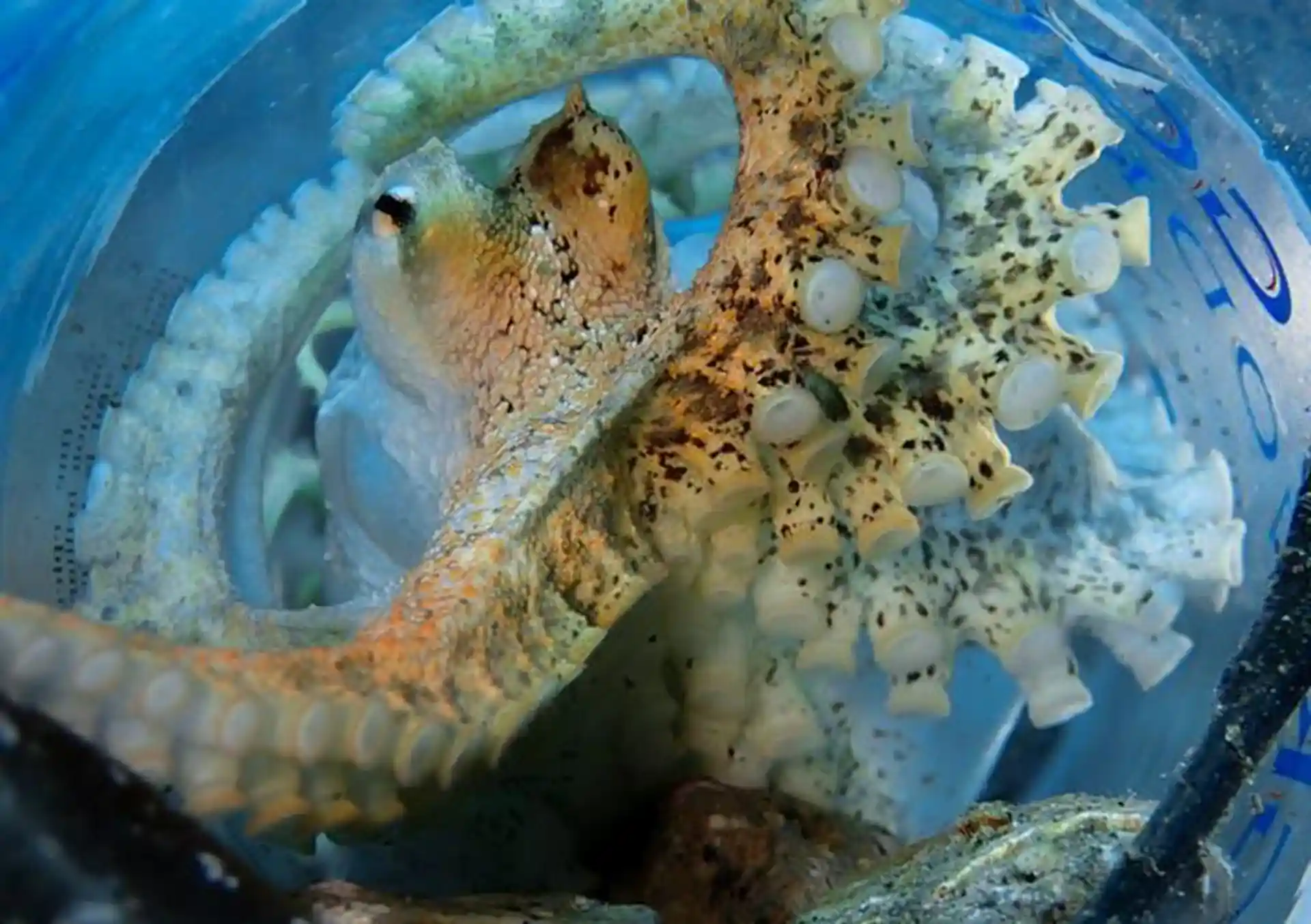 Photo du site de plongée