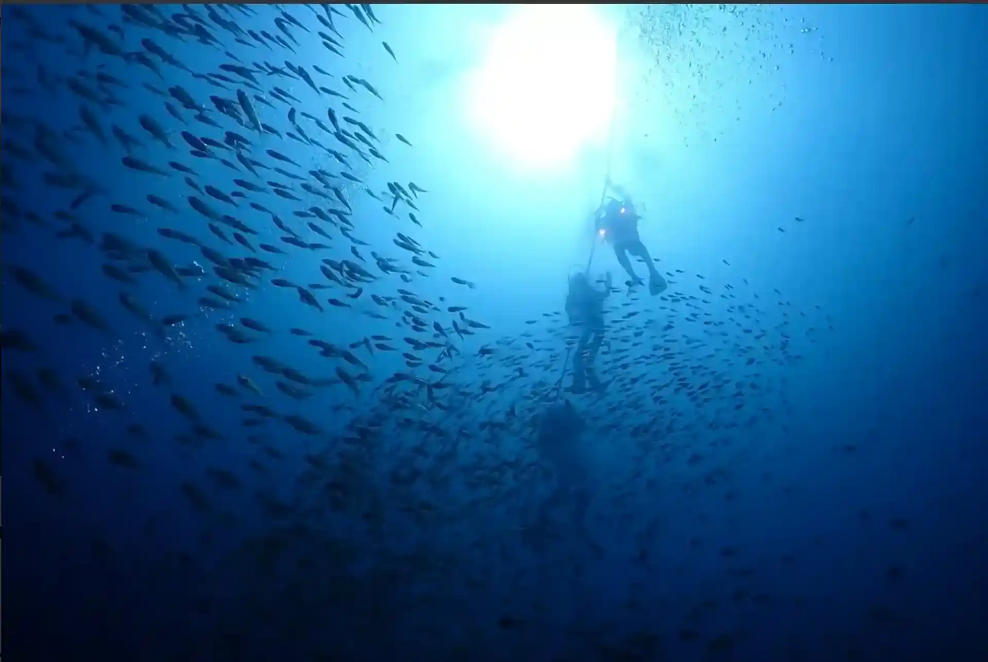 Descend into a world of shimmering fish and stunning blue light.