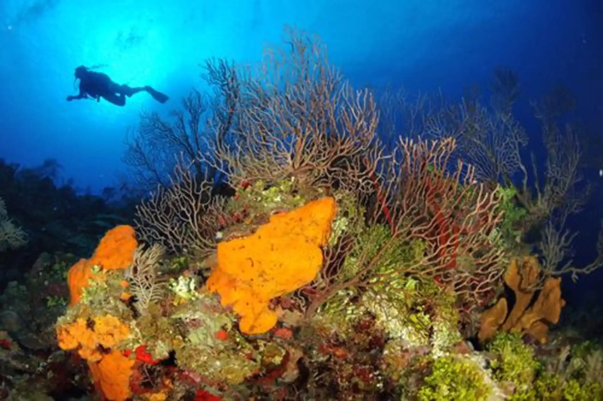 Dive shop photo