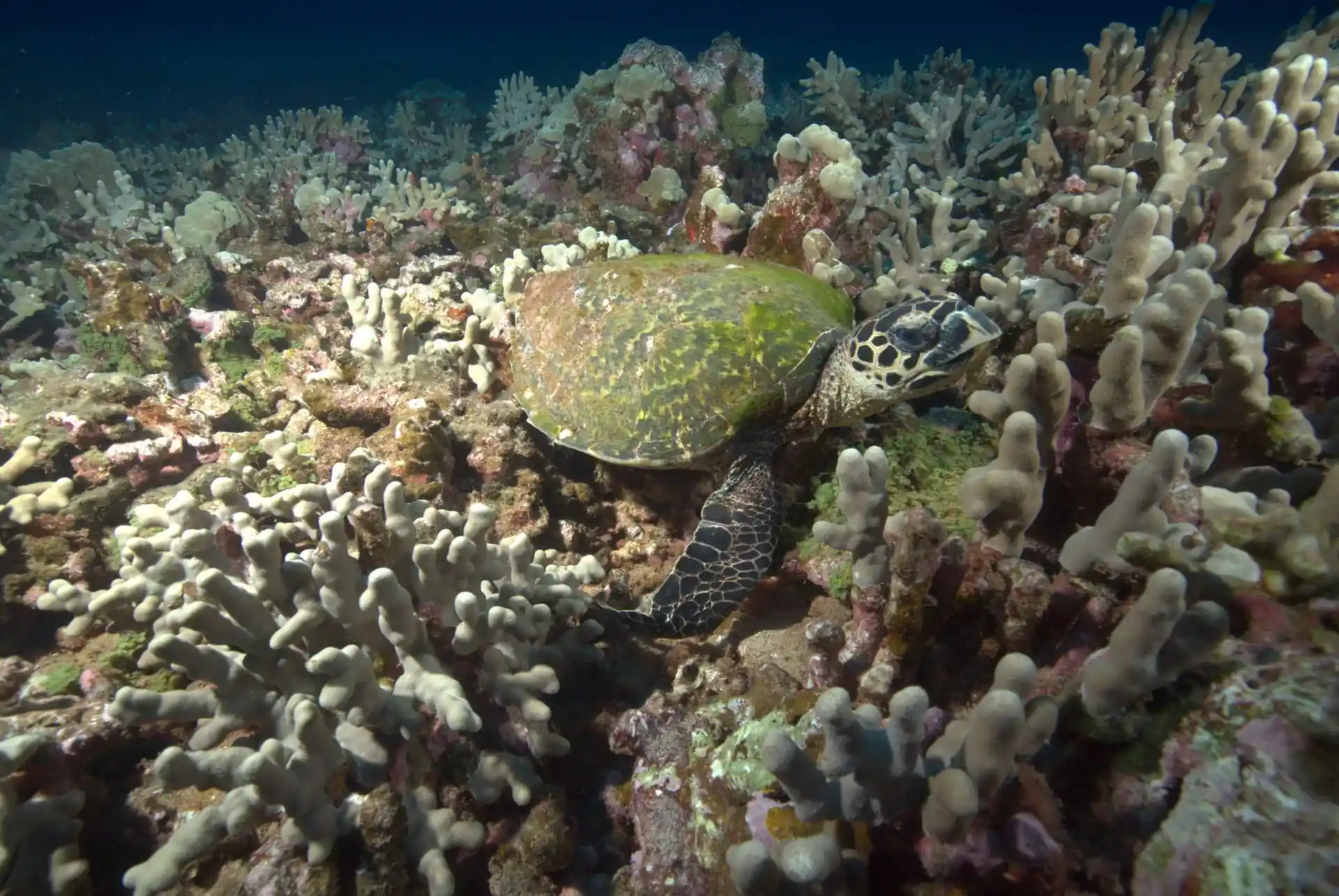Dive site photo
