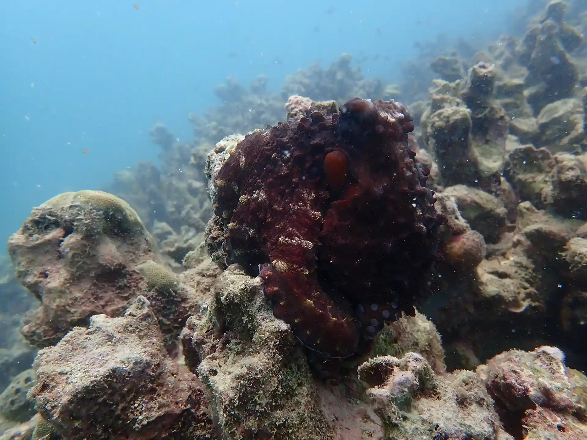 Octopus at Oval Reef