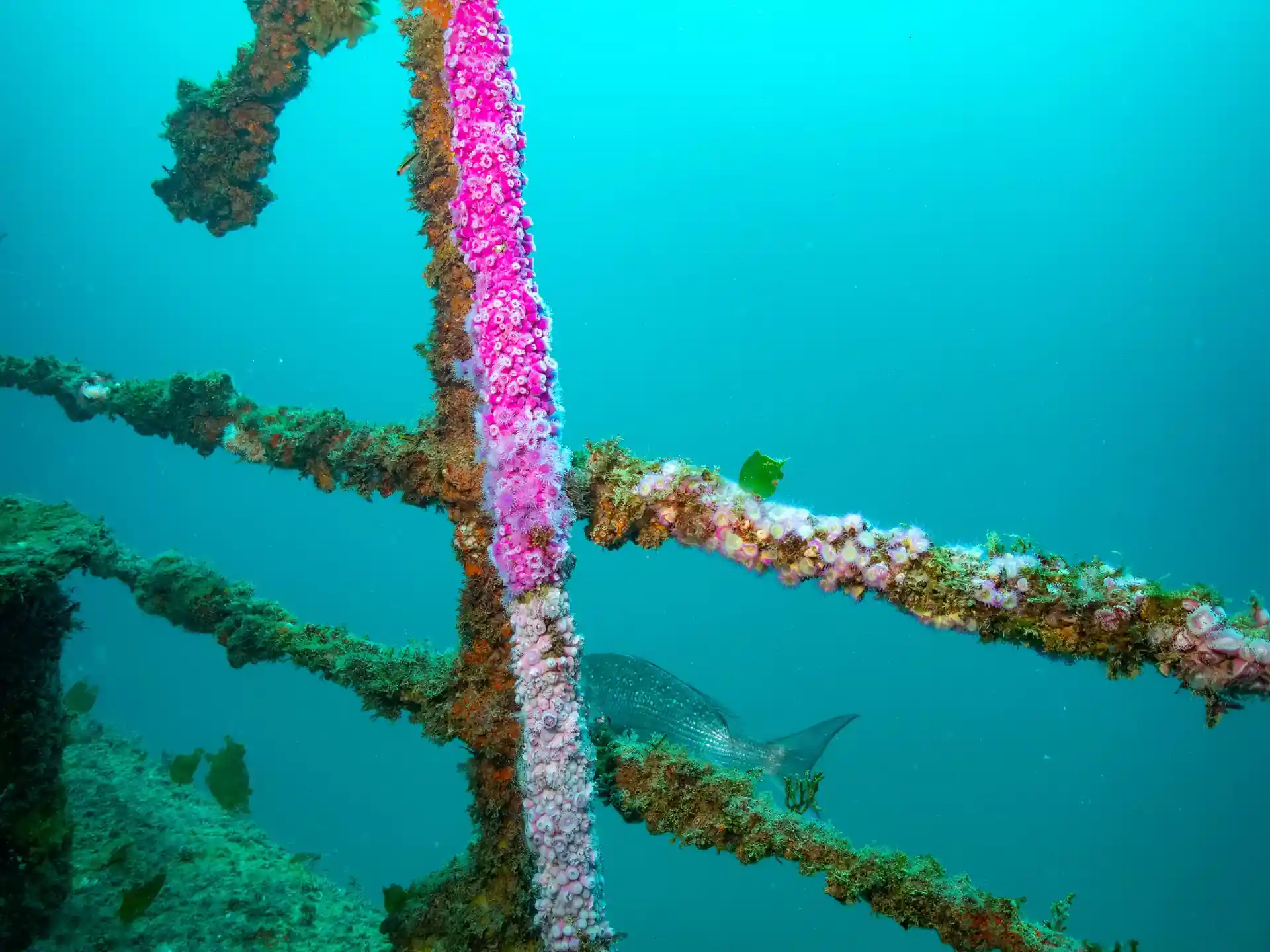 Dive site photo