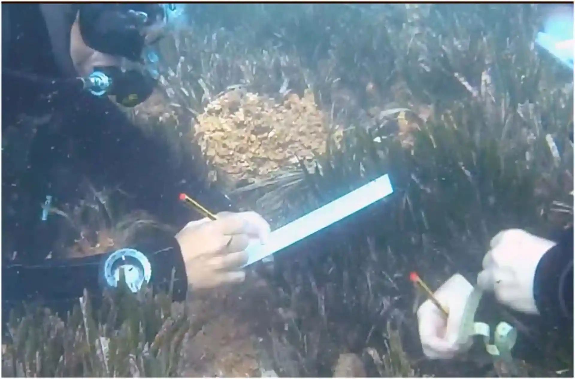 You will learn to use underwater spreadsheets for data collection and to make measurements