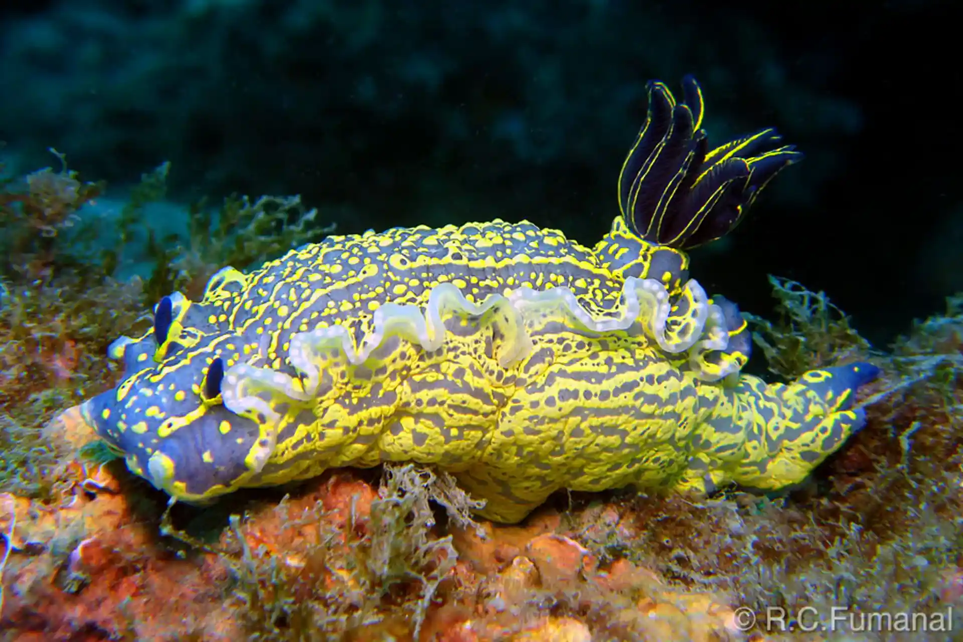 Dive site photo
