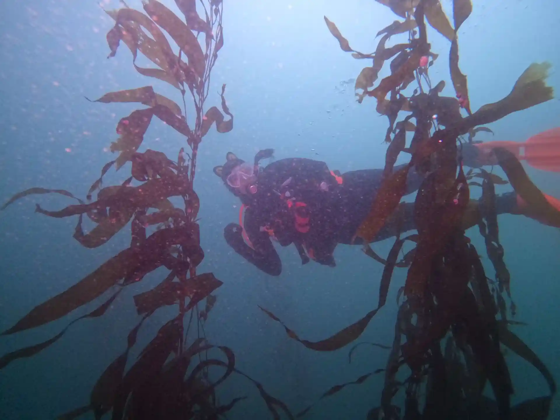 Foto van de duiklocatie