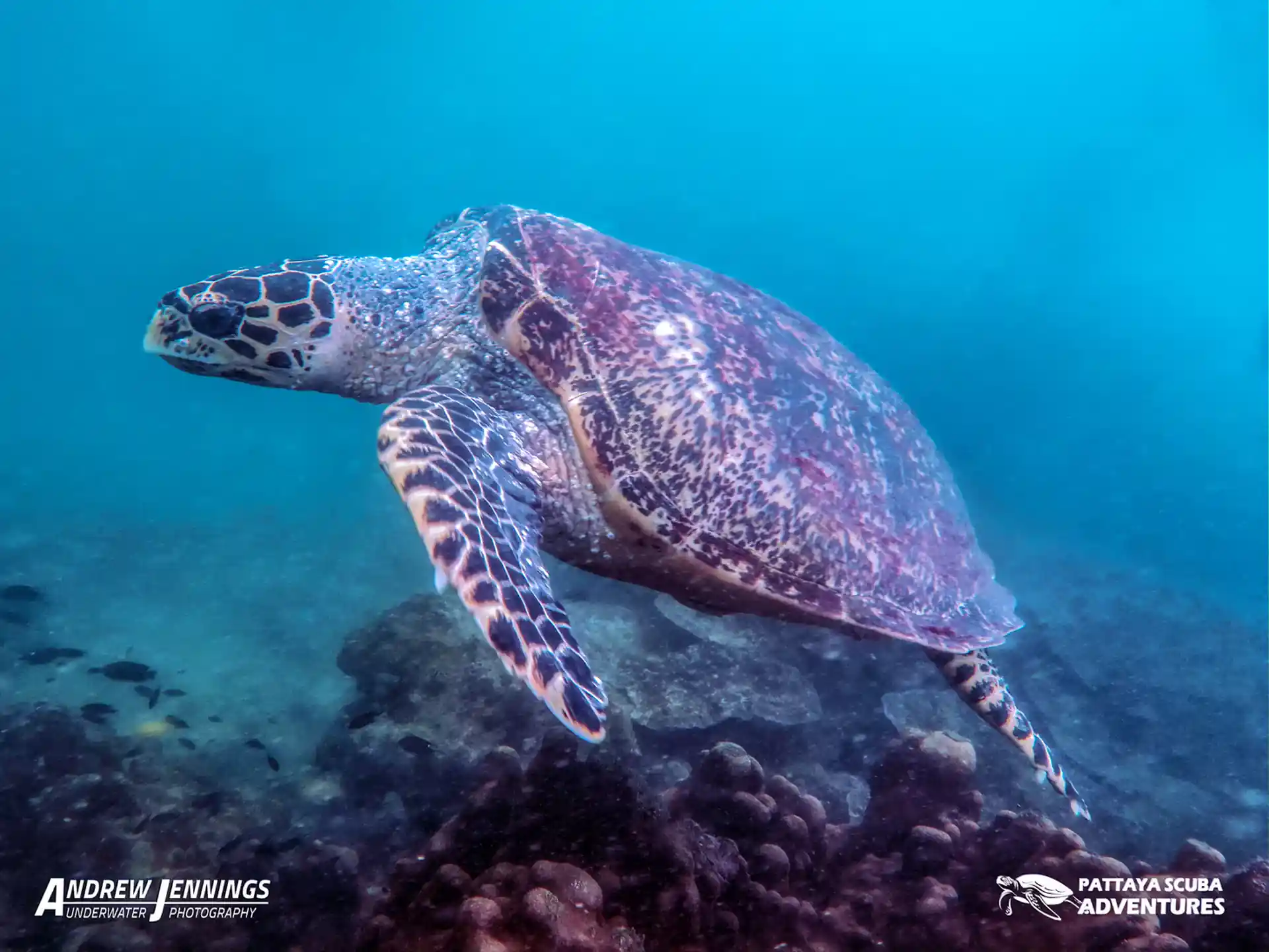 ダイビングサイトの写真