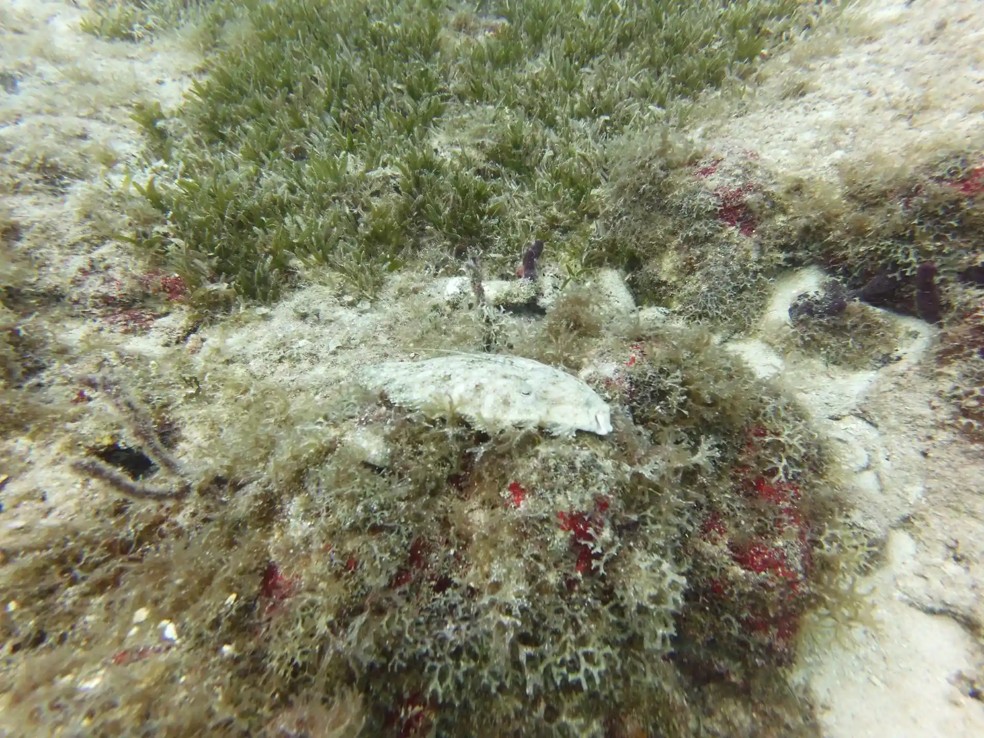 Dive site photo
