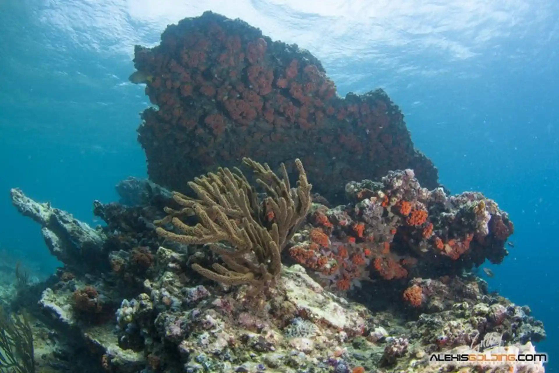 Dive site photo
