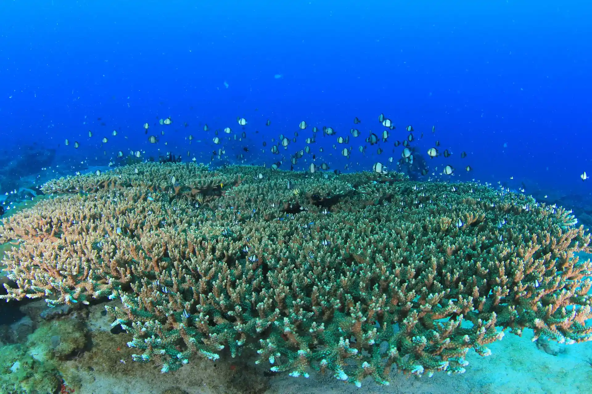 Dive site photo