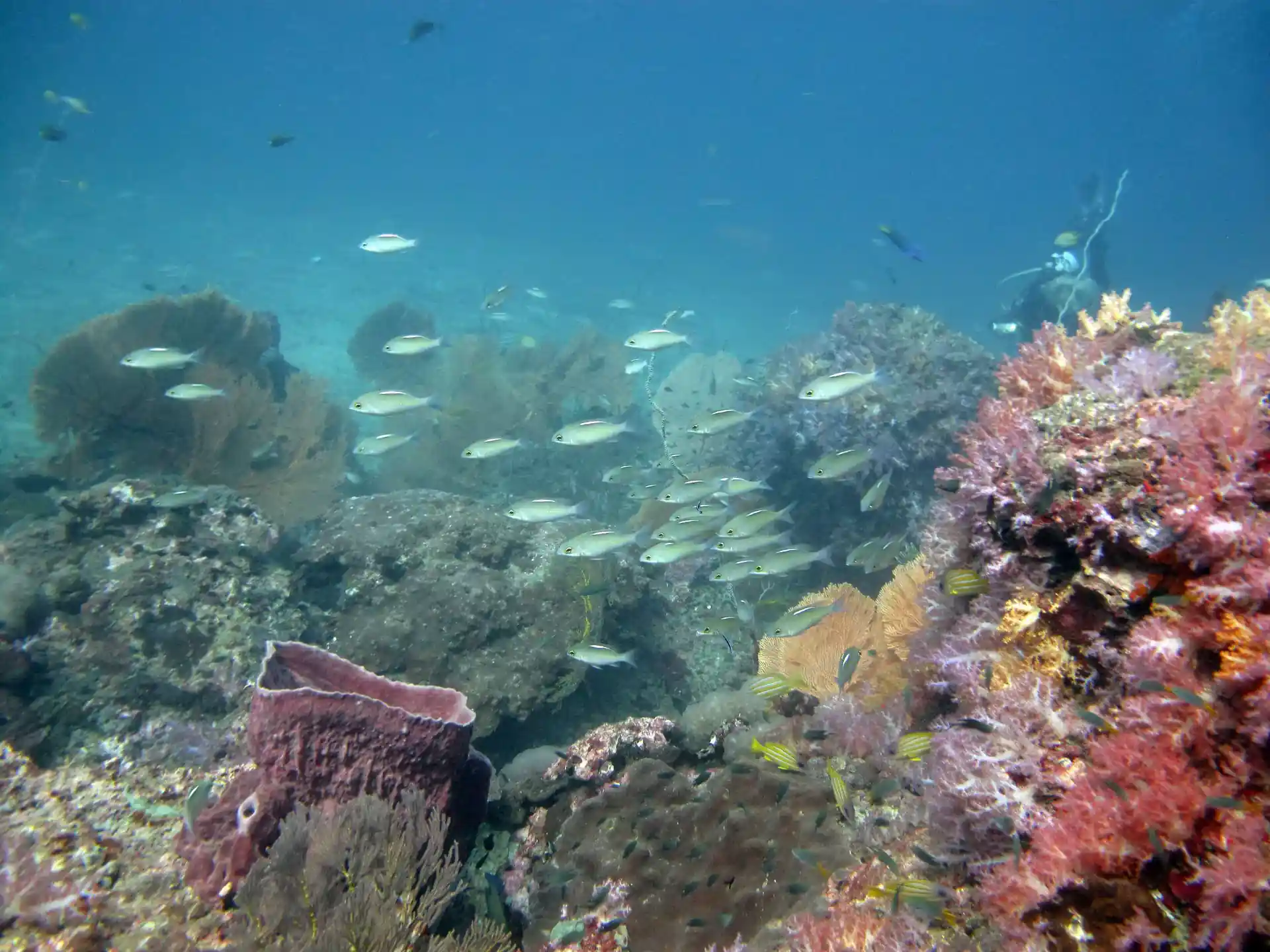 다이빙 포인트 사진