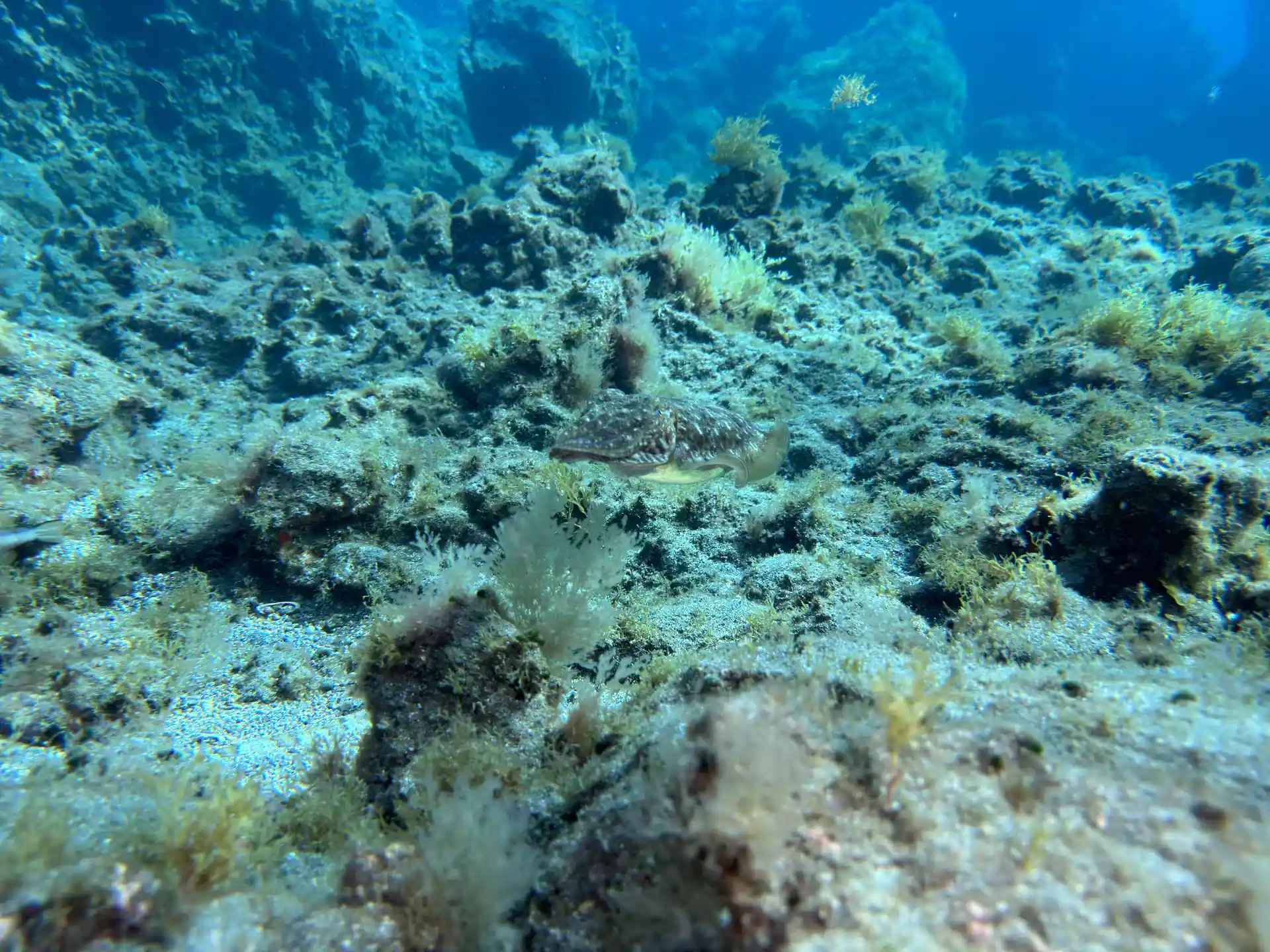 Dive shop photo