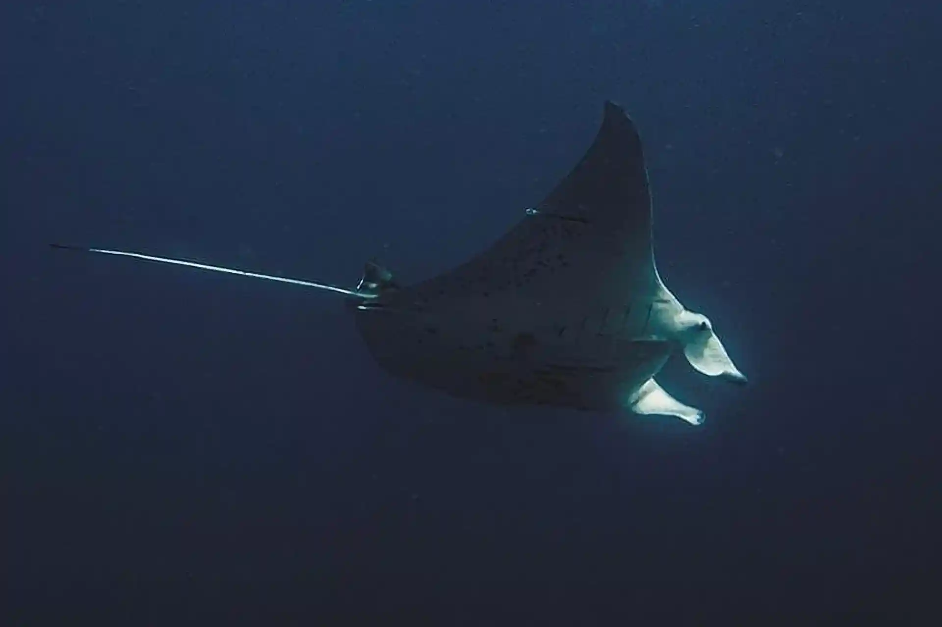 ダイビングサイトの写真