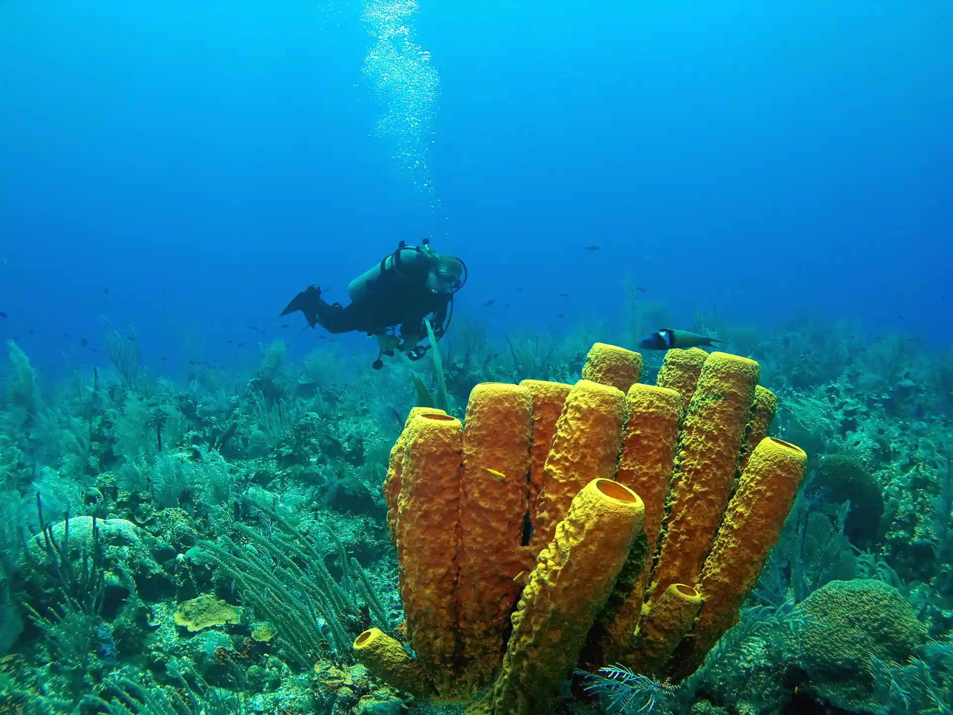 Dive shop photo