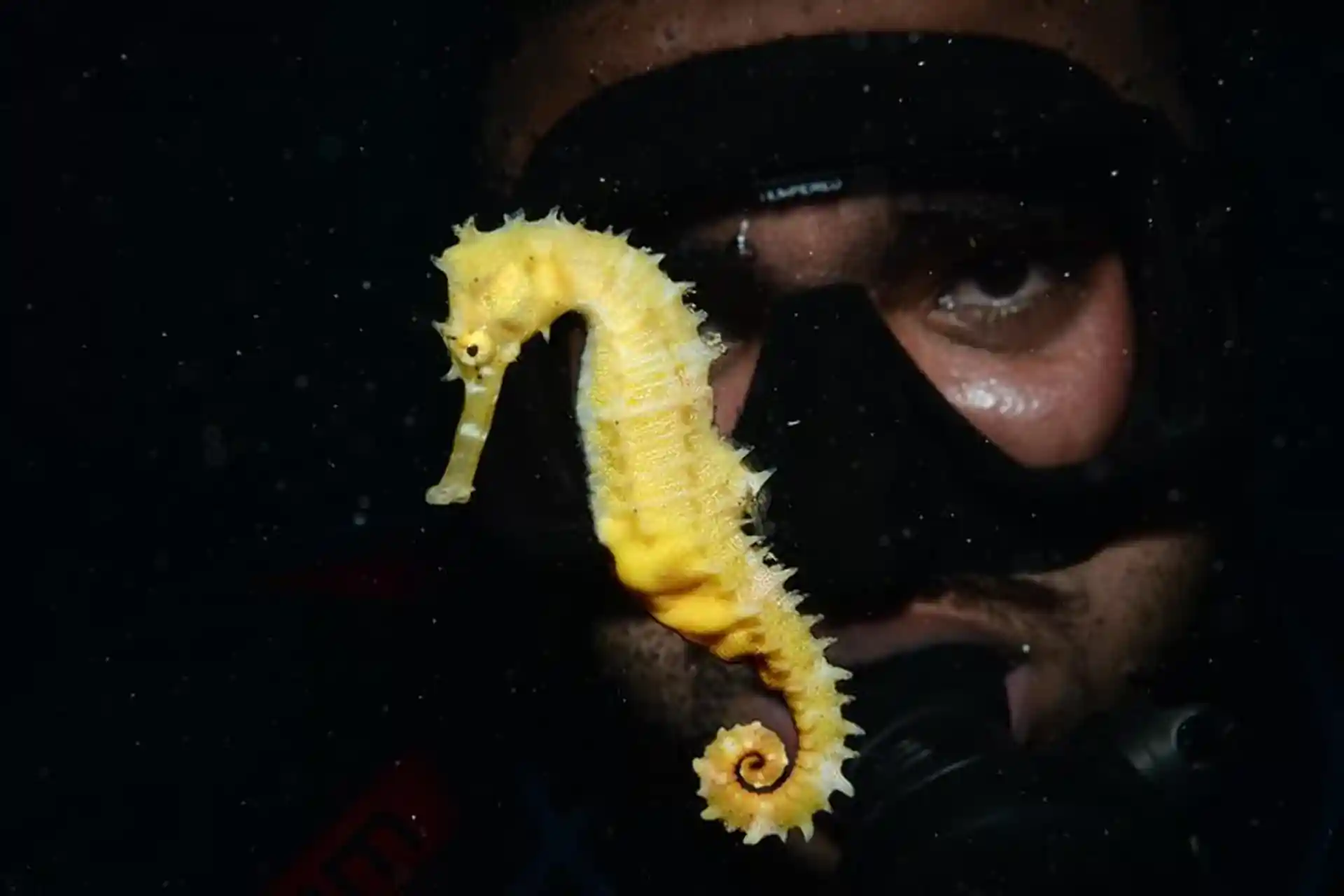 Aqaba la nuit! Observez une faune nocturne incroyable.