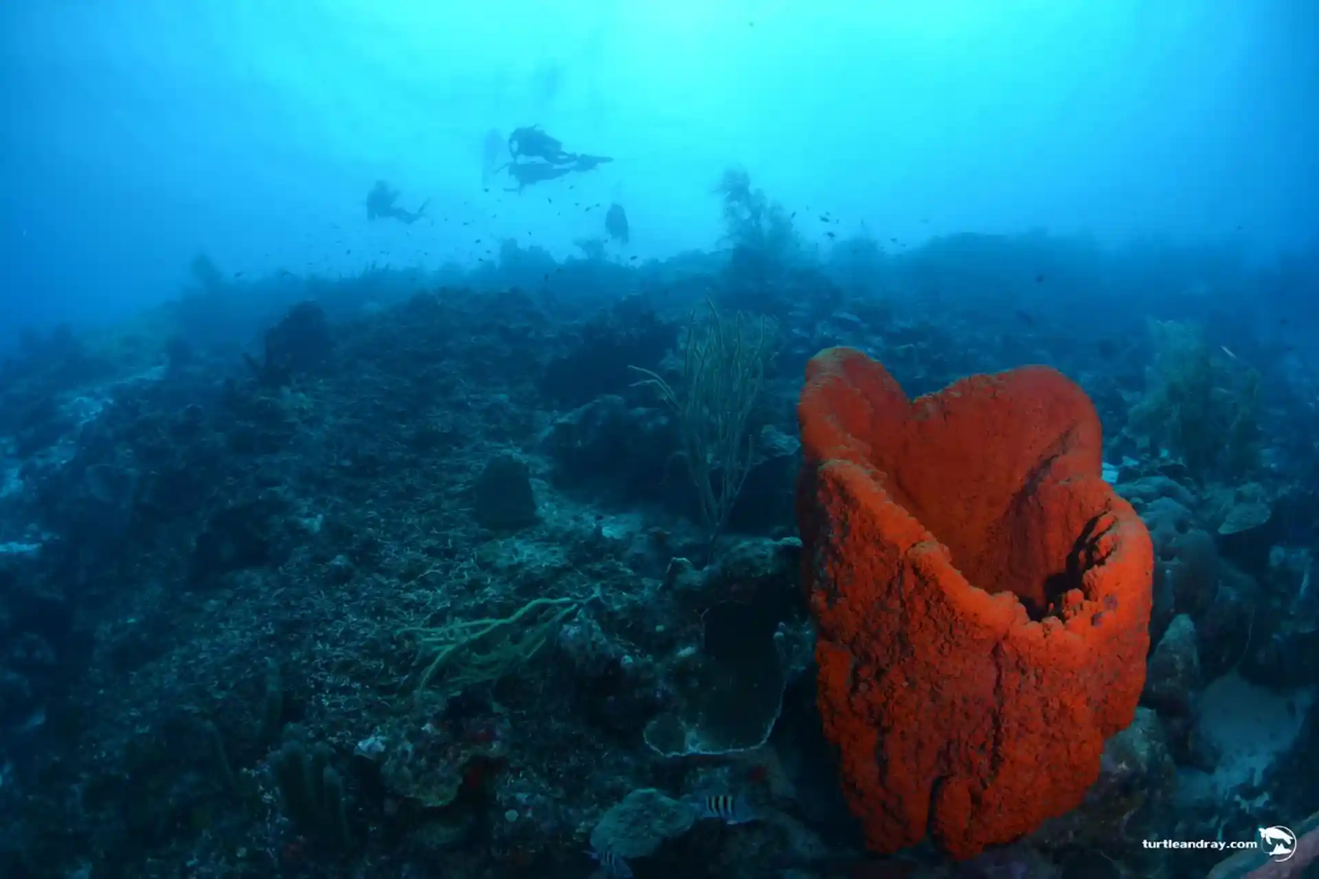 Dive site photo