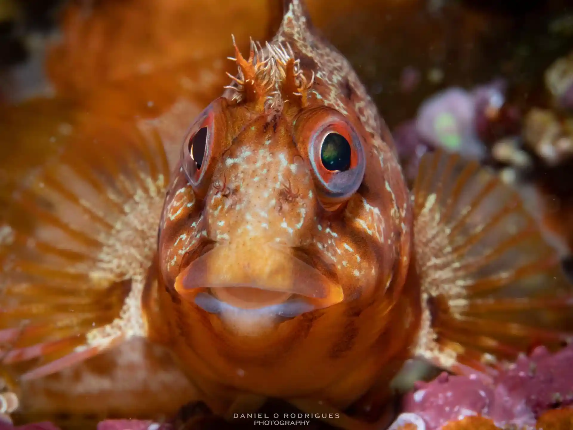 Dive site photo