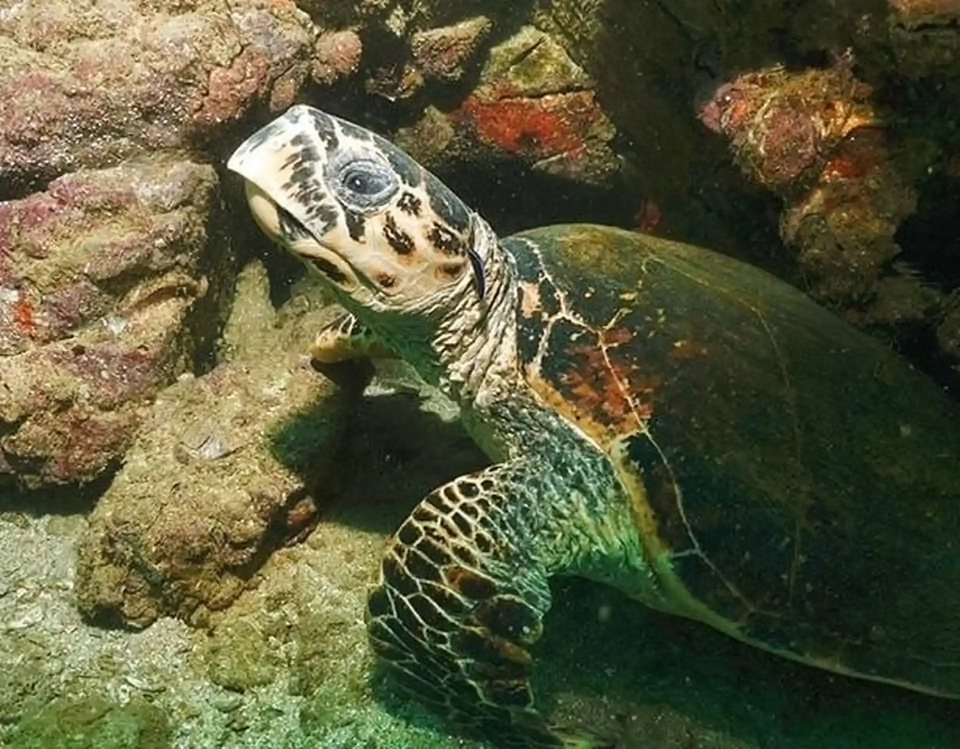 Foto van de duiklocatie