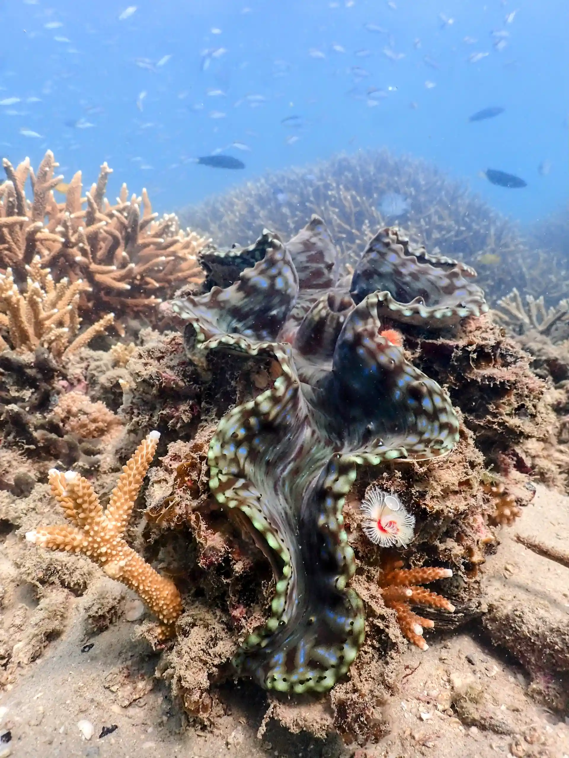 Dive shop photo