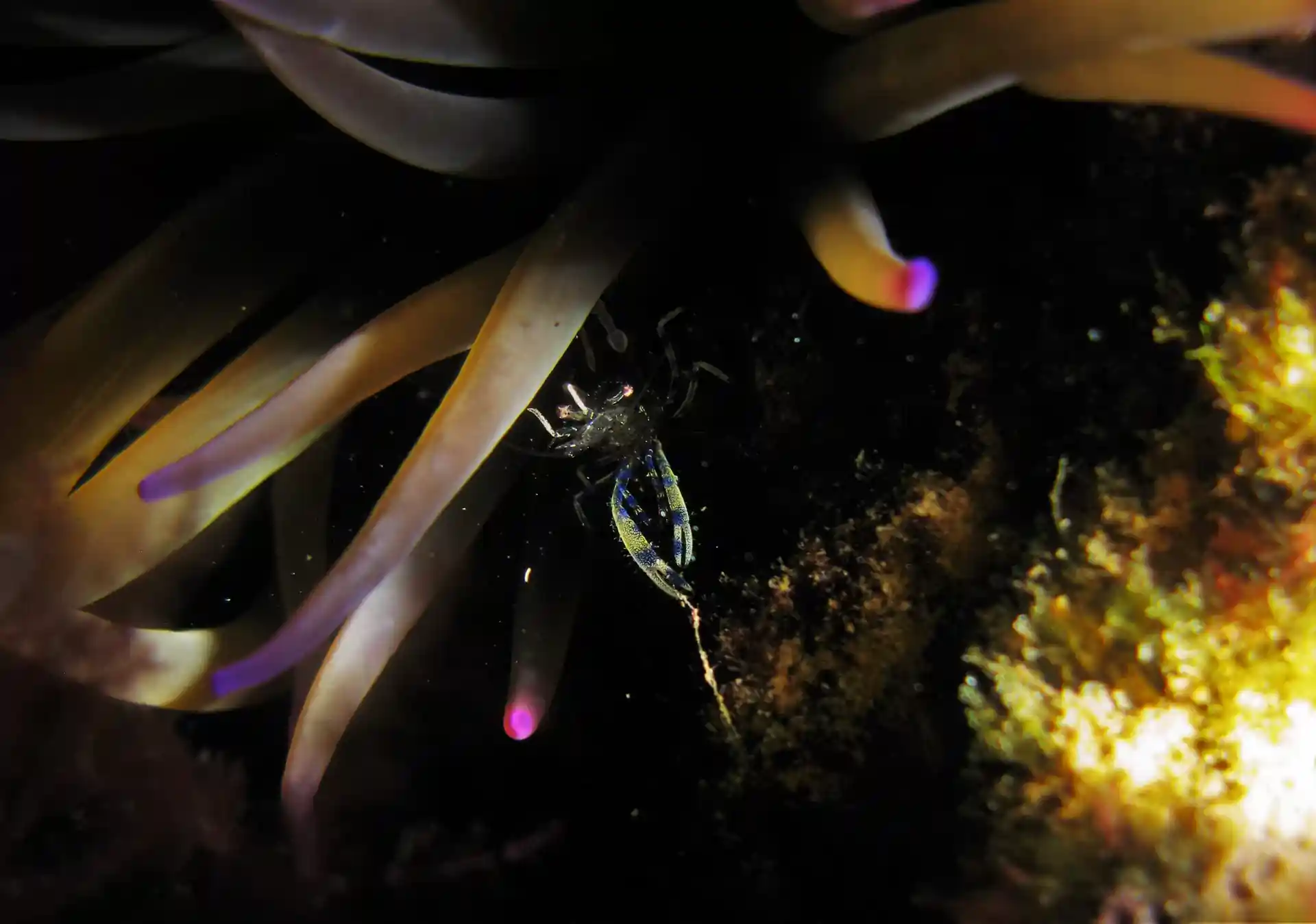 Photo du site de plongée