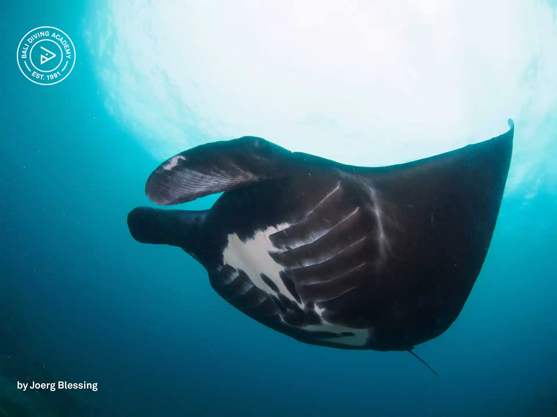Manta's!