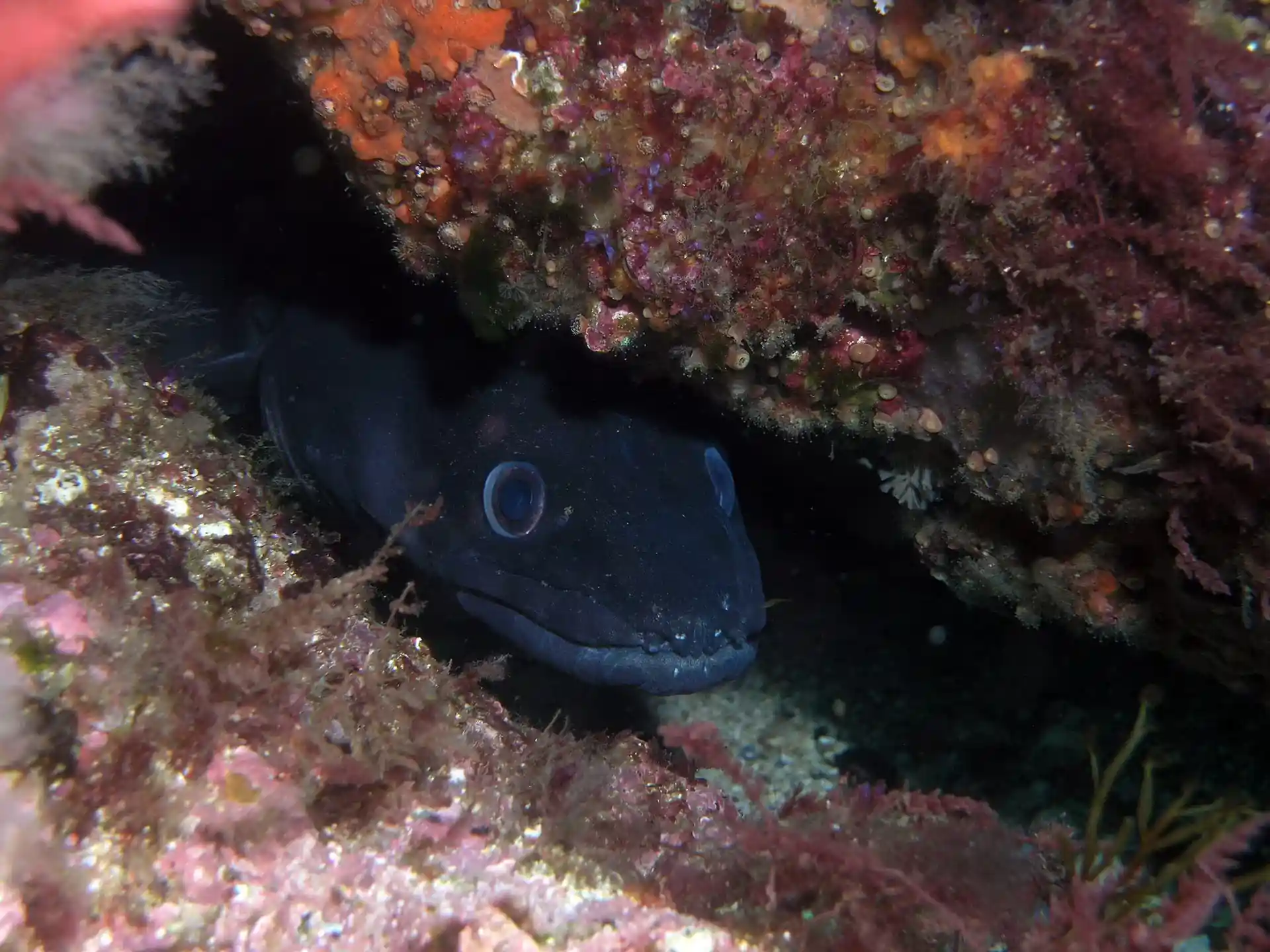 ダイビングサイトの写真