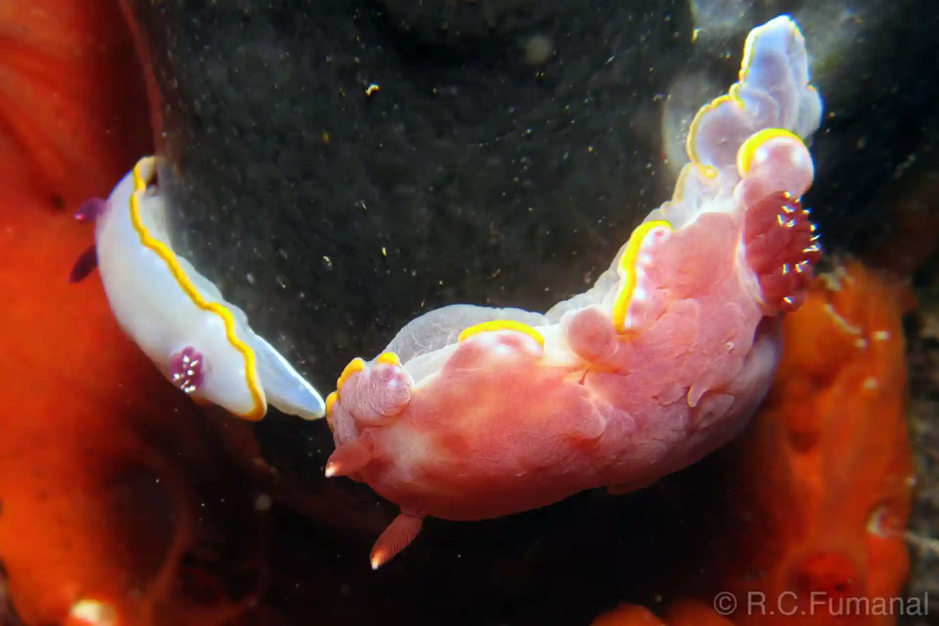 Foto del sitio de buceo