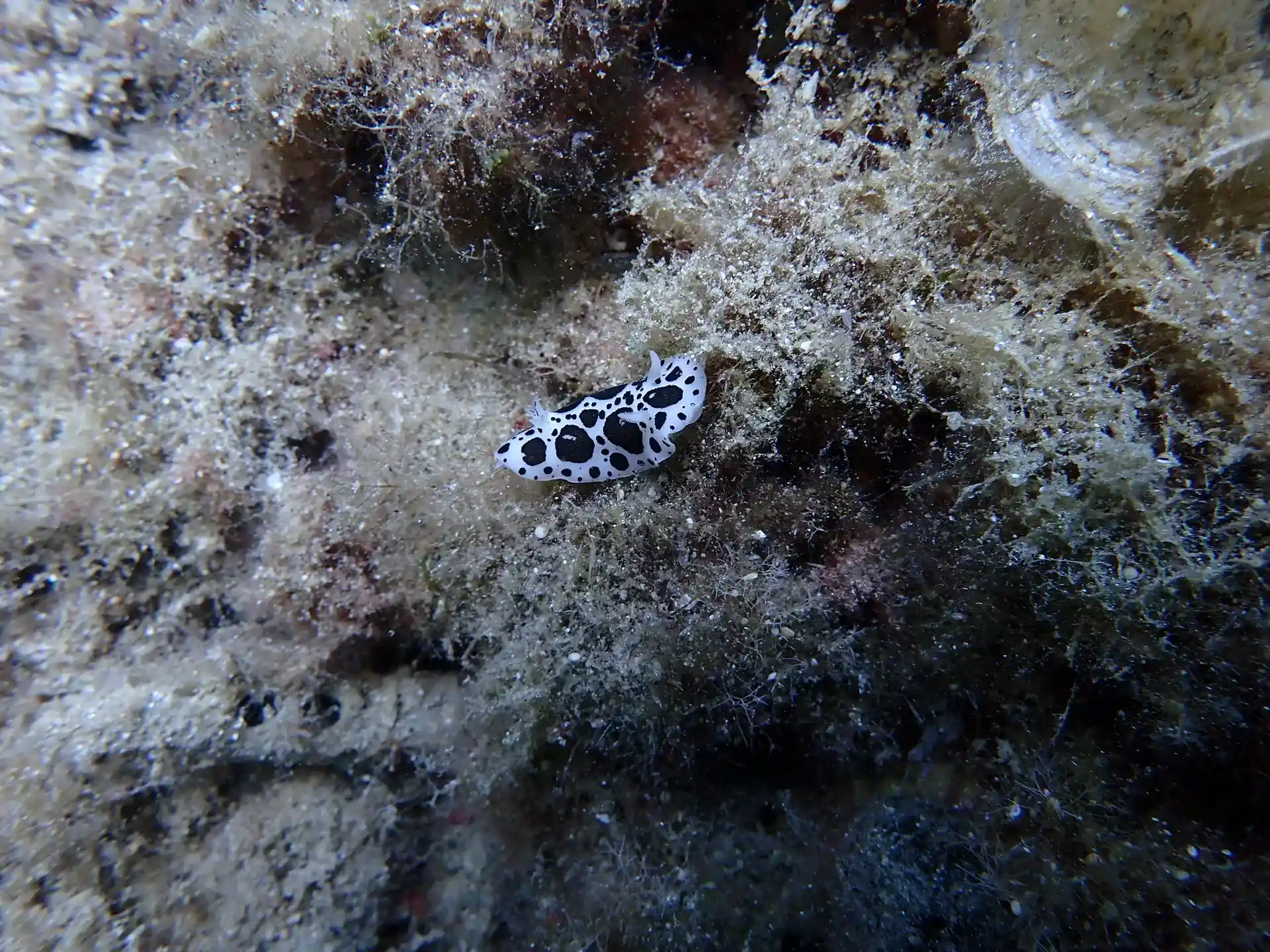 Dive site photo