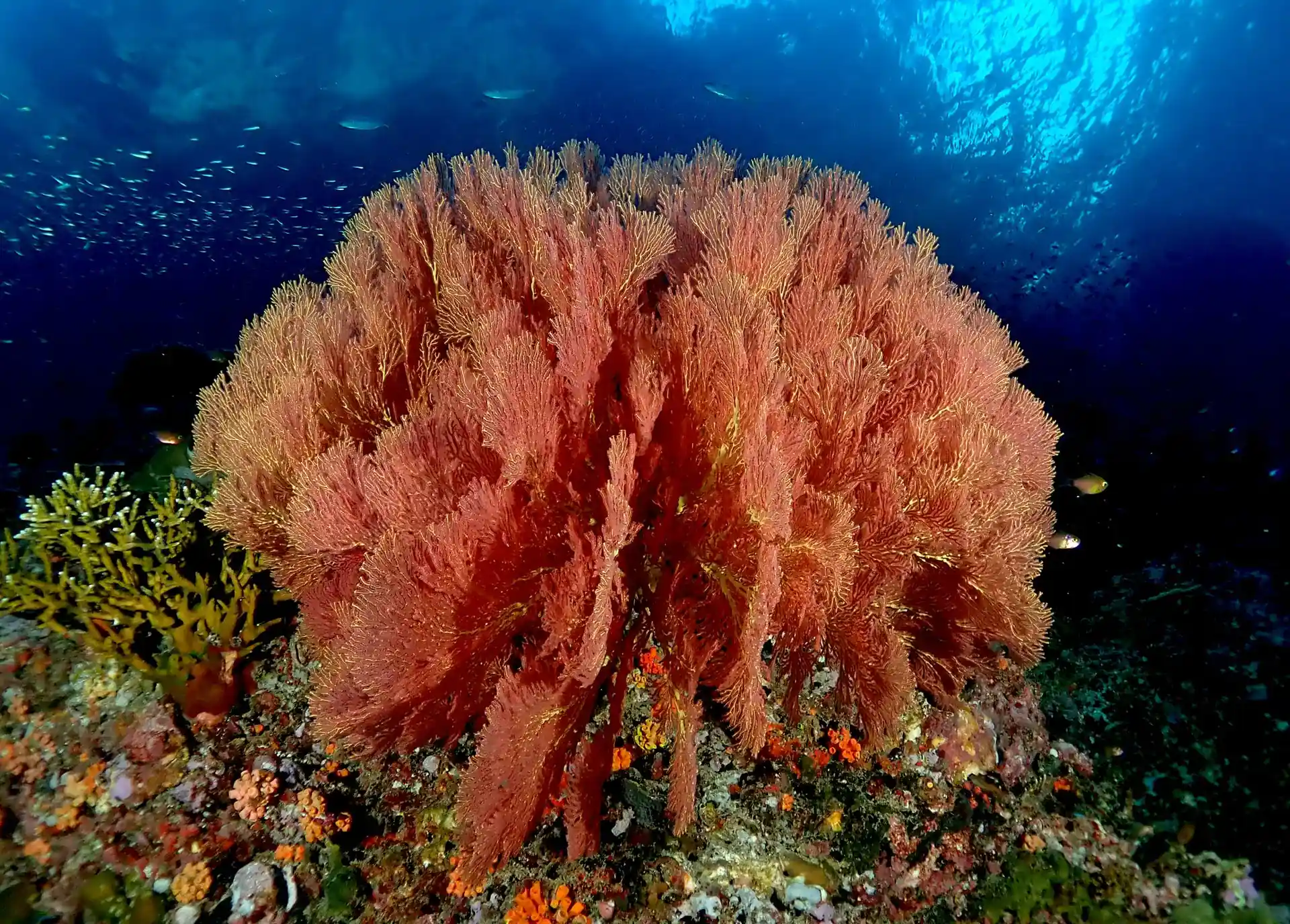 다이빙 포인트 사진