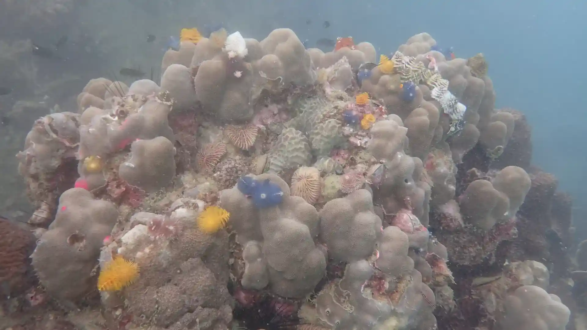 Photo du site de plongée