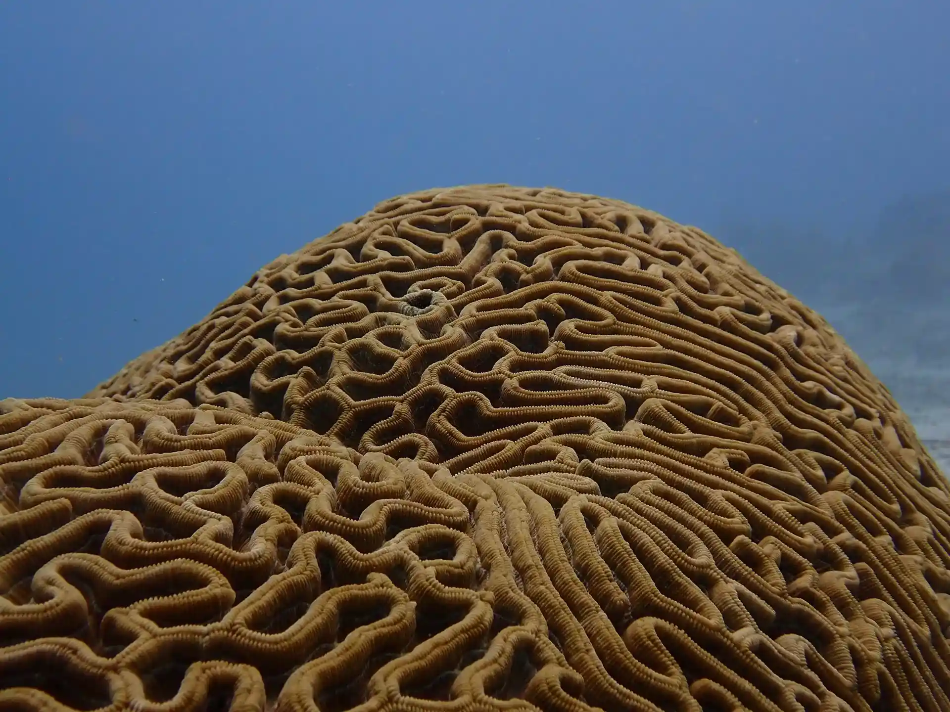 Dive site photo