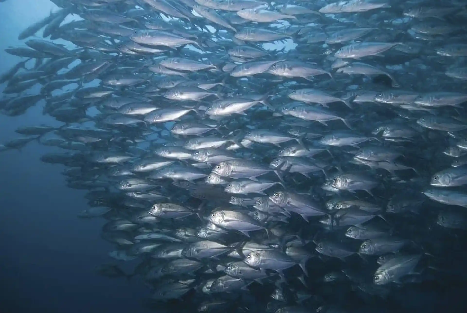 Dive site photo