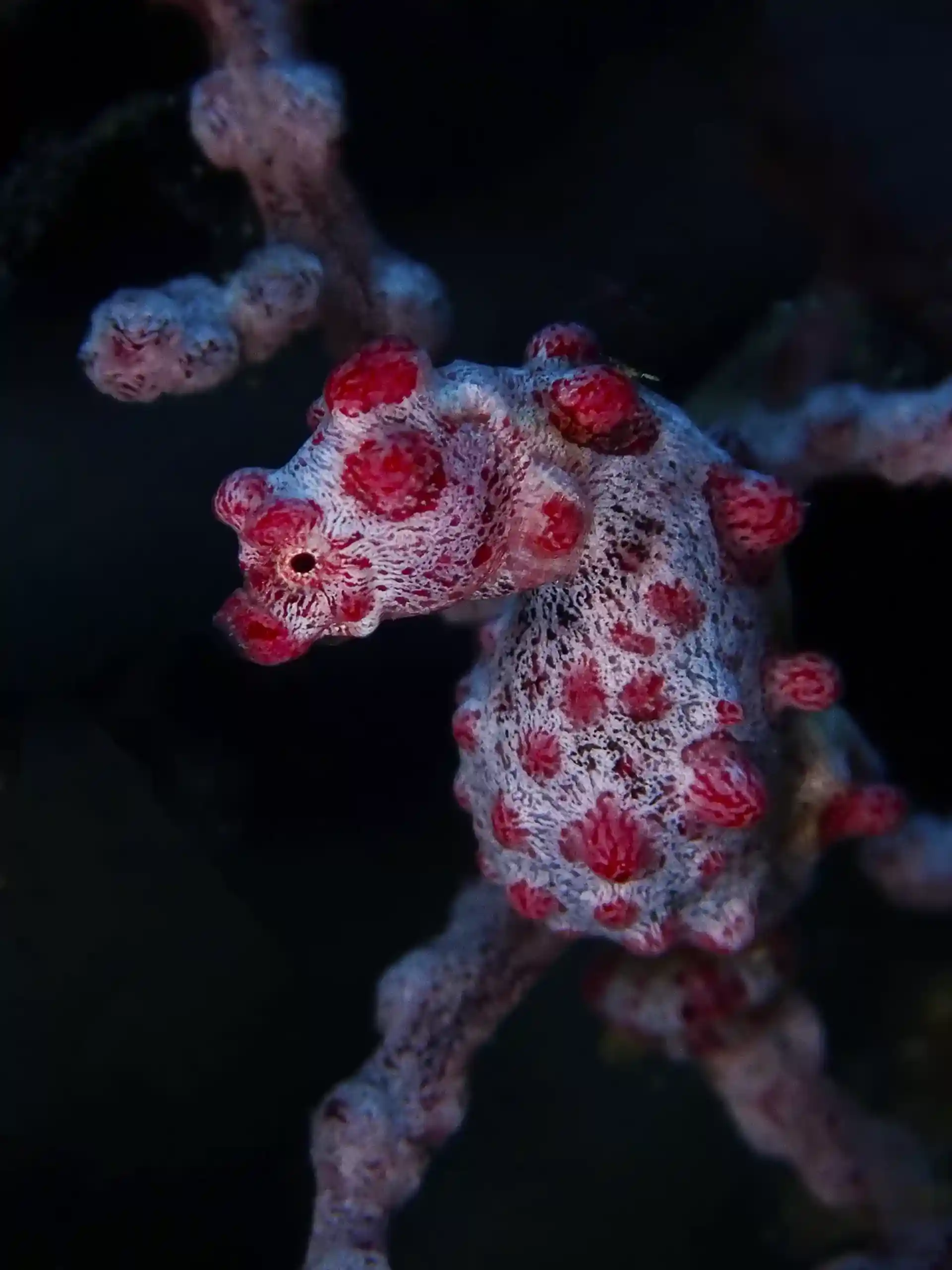 Dive site photo