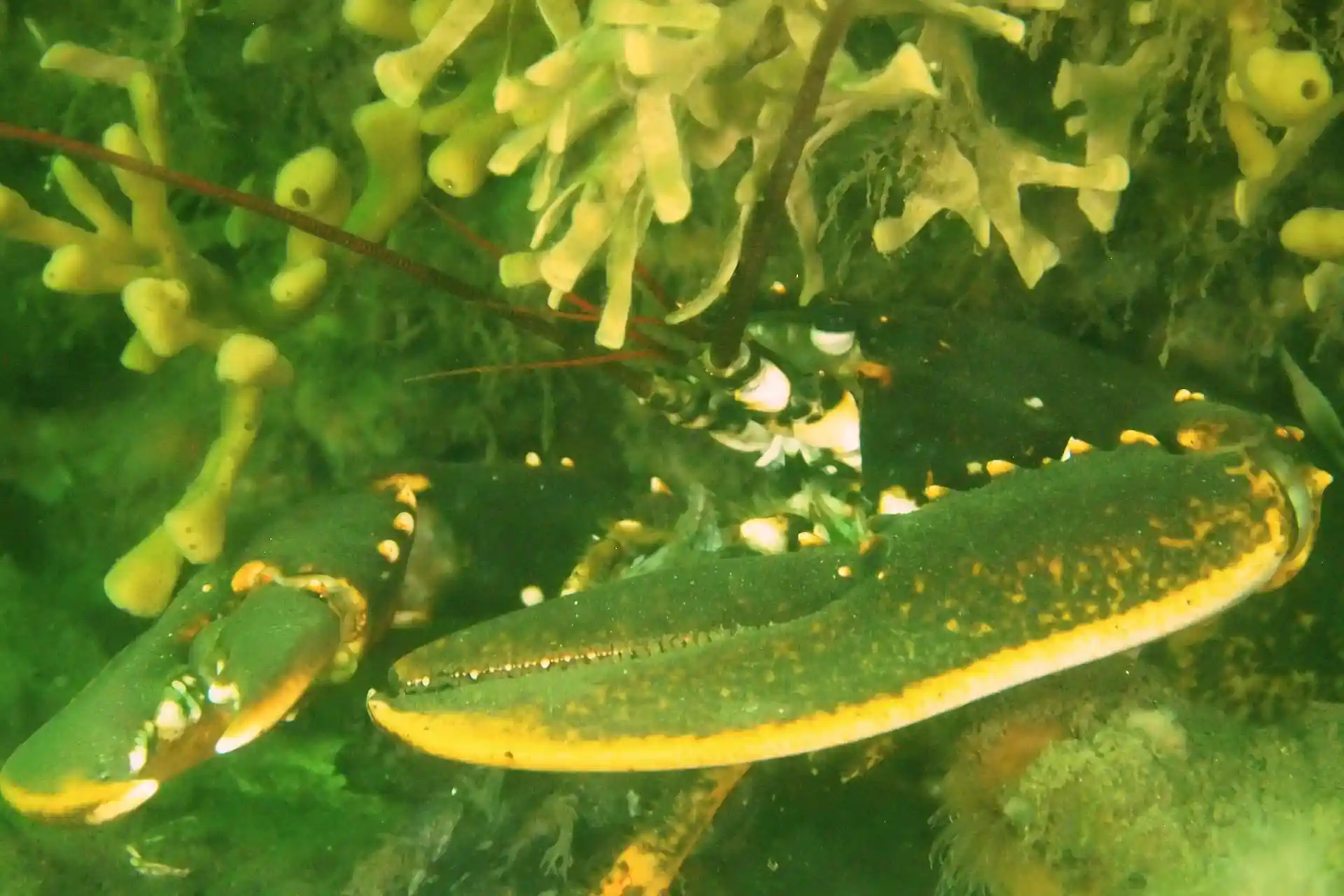 Dive site photo