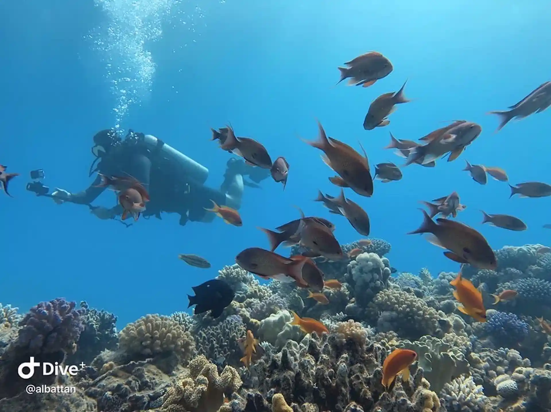Dive shop photo