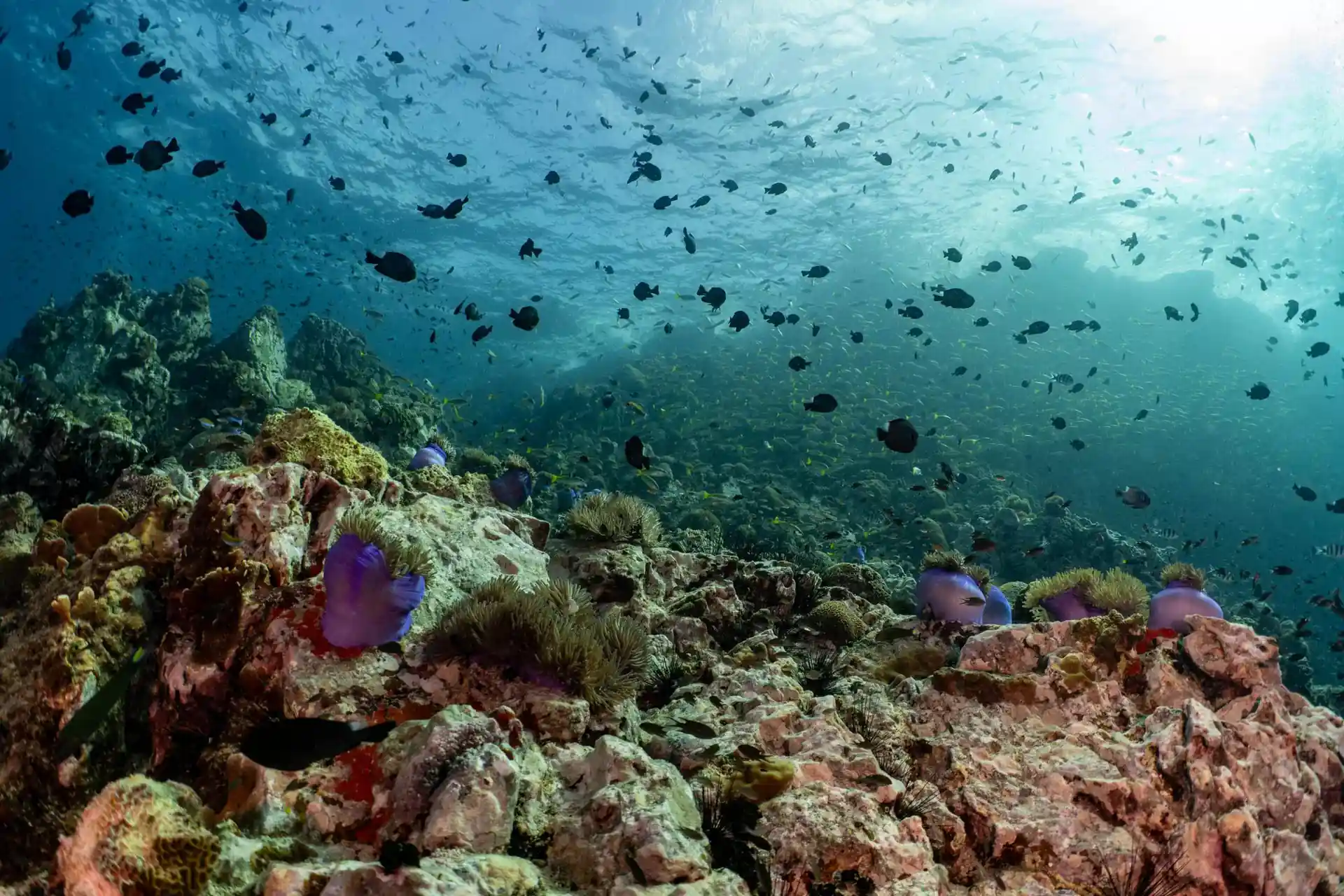 Dive site photo