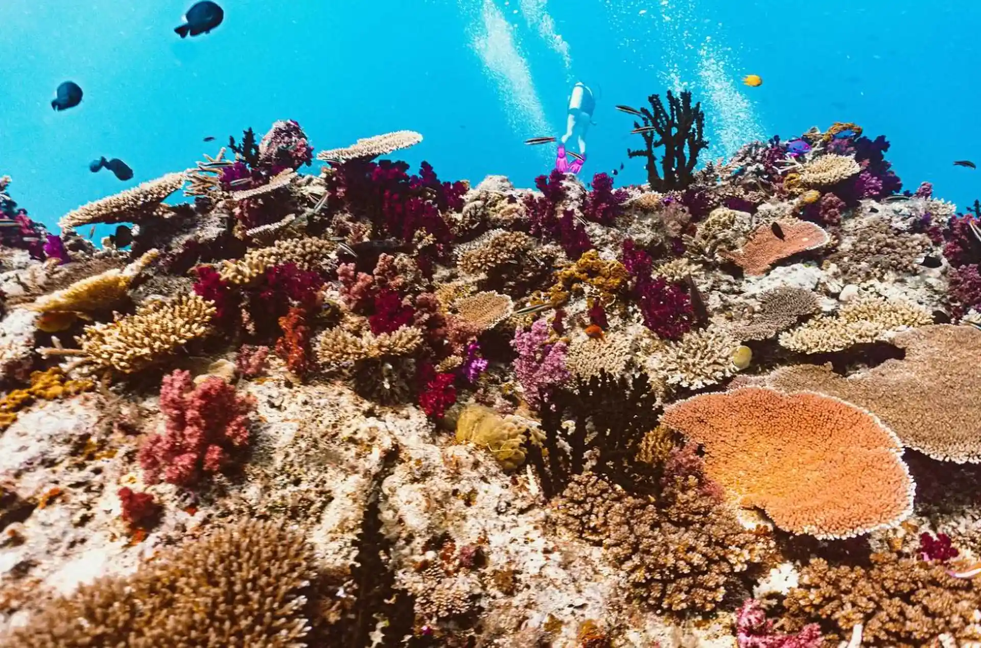 Dive shop photo