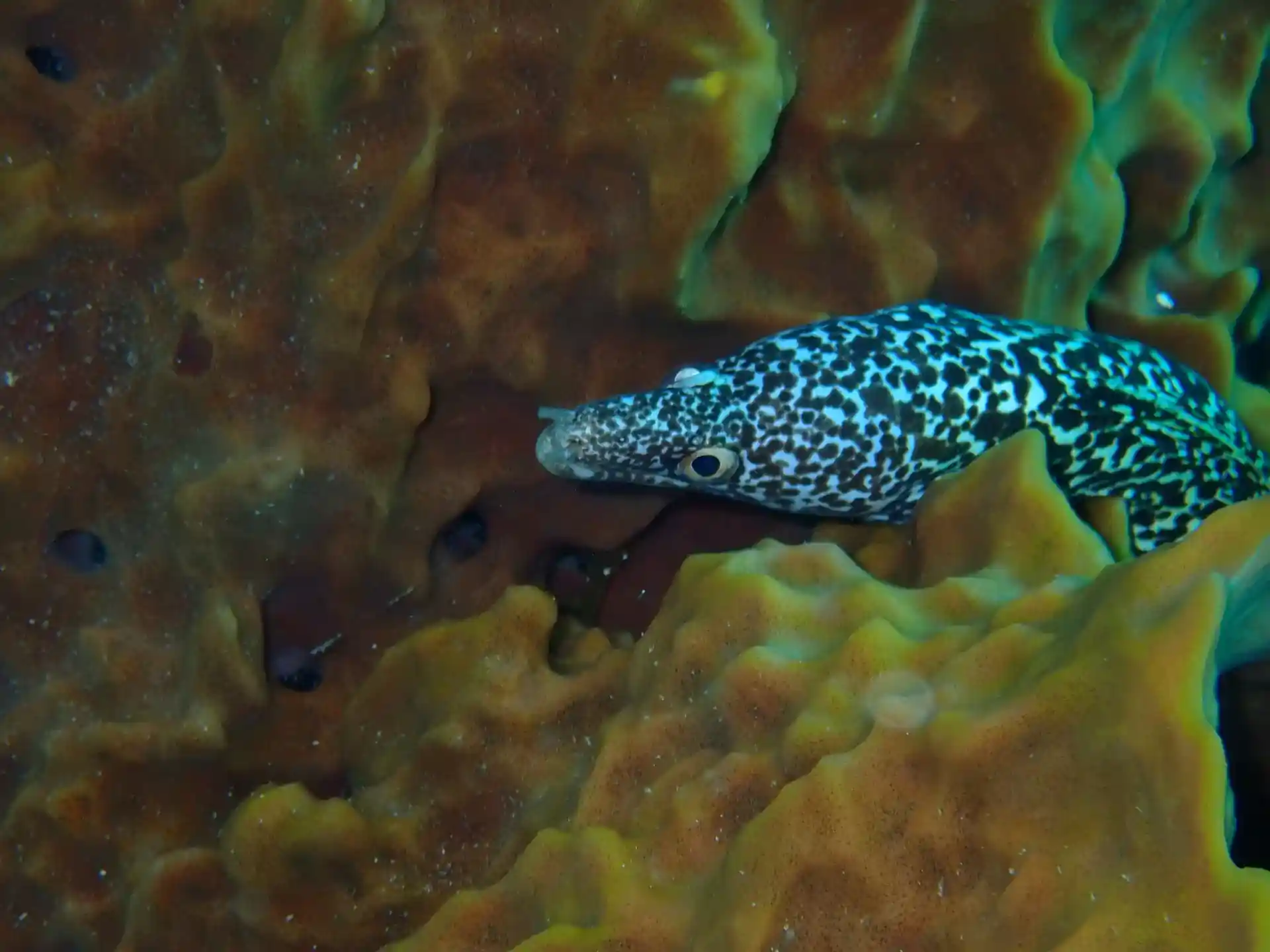 Board the dive boat and embark on an adventure to the reefs in the national marine park Arrecifes de Cozumel