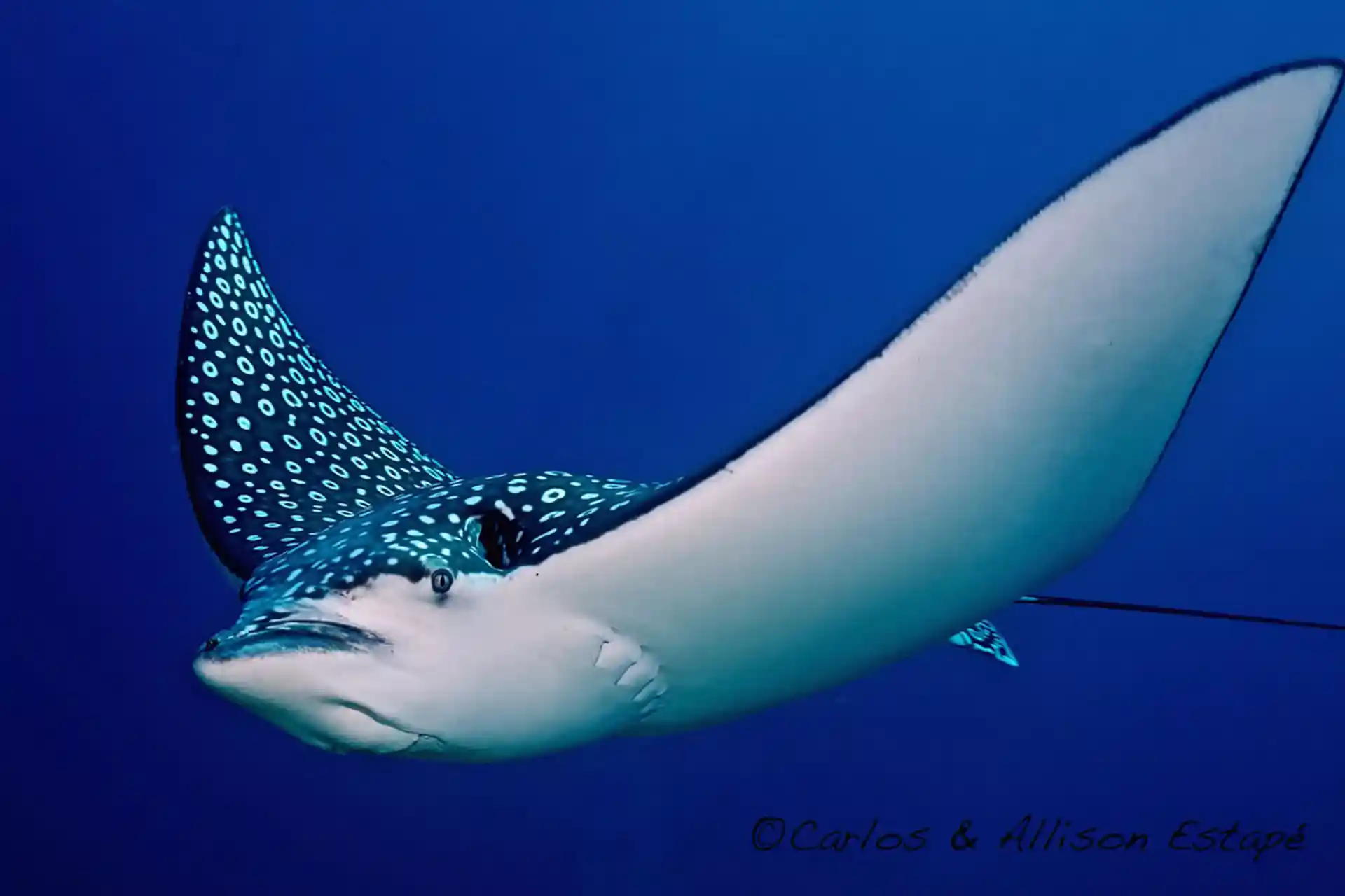 Dive shop photo