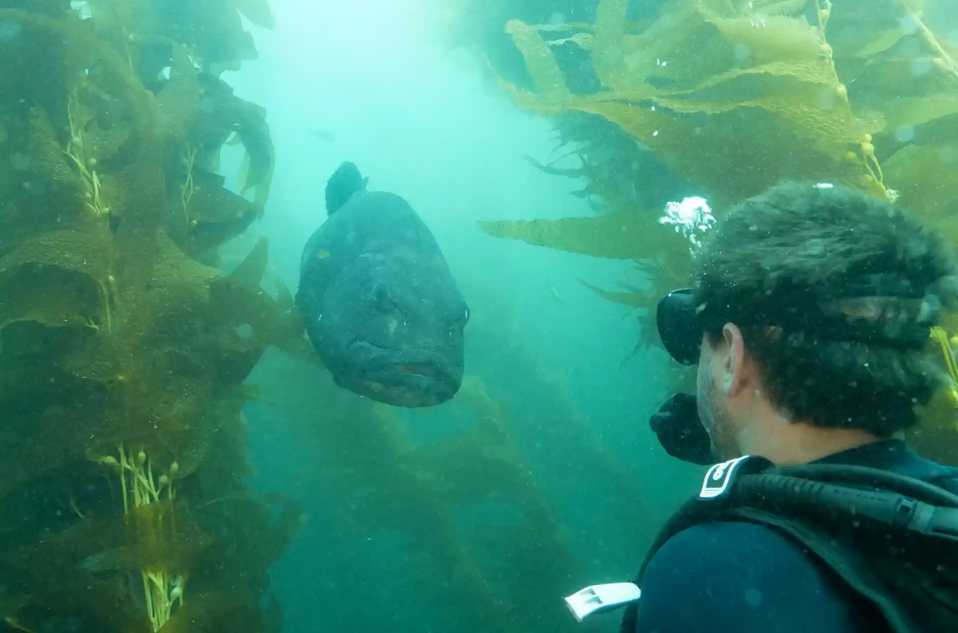 Giant black sea bass are a popular sight.