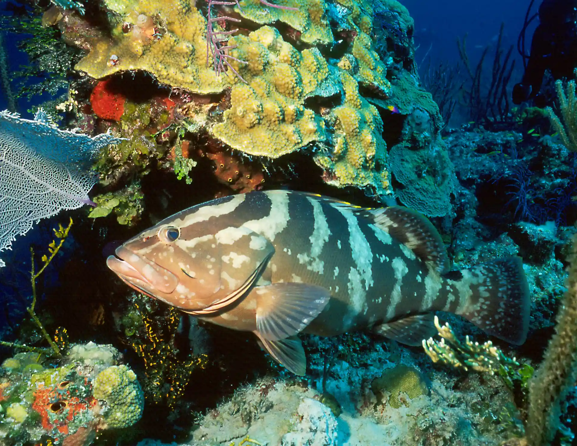 The Nassau Grouper is protected and as a result many can be seen on our dive sites