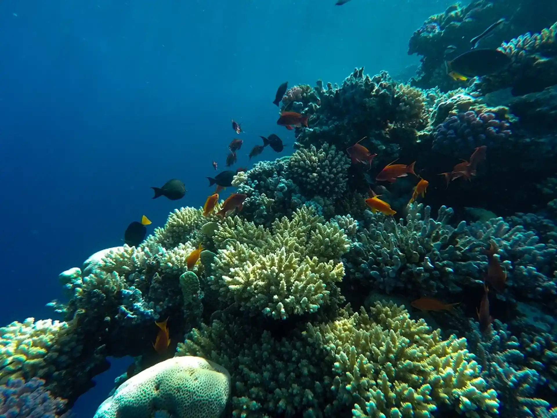 Photo de l'activité