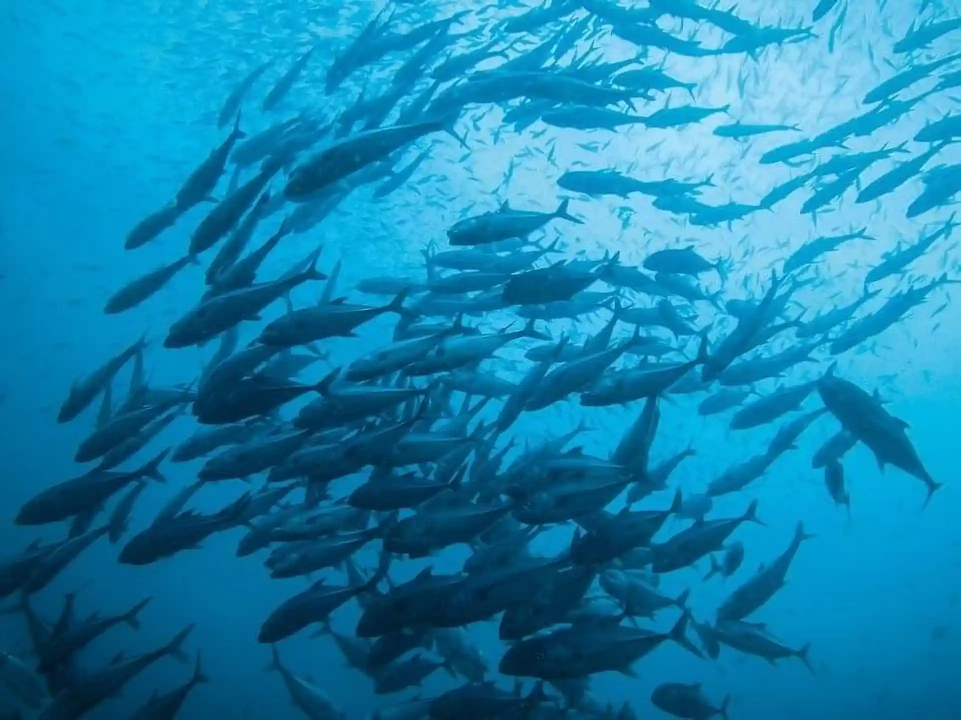 Dive site photo