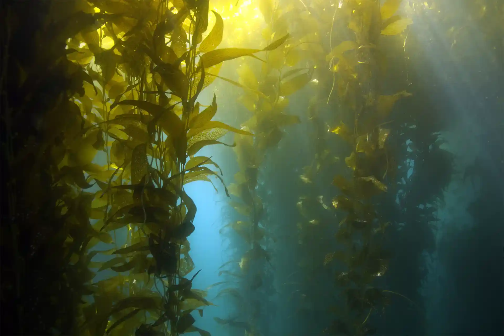 Dive site photo
