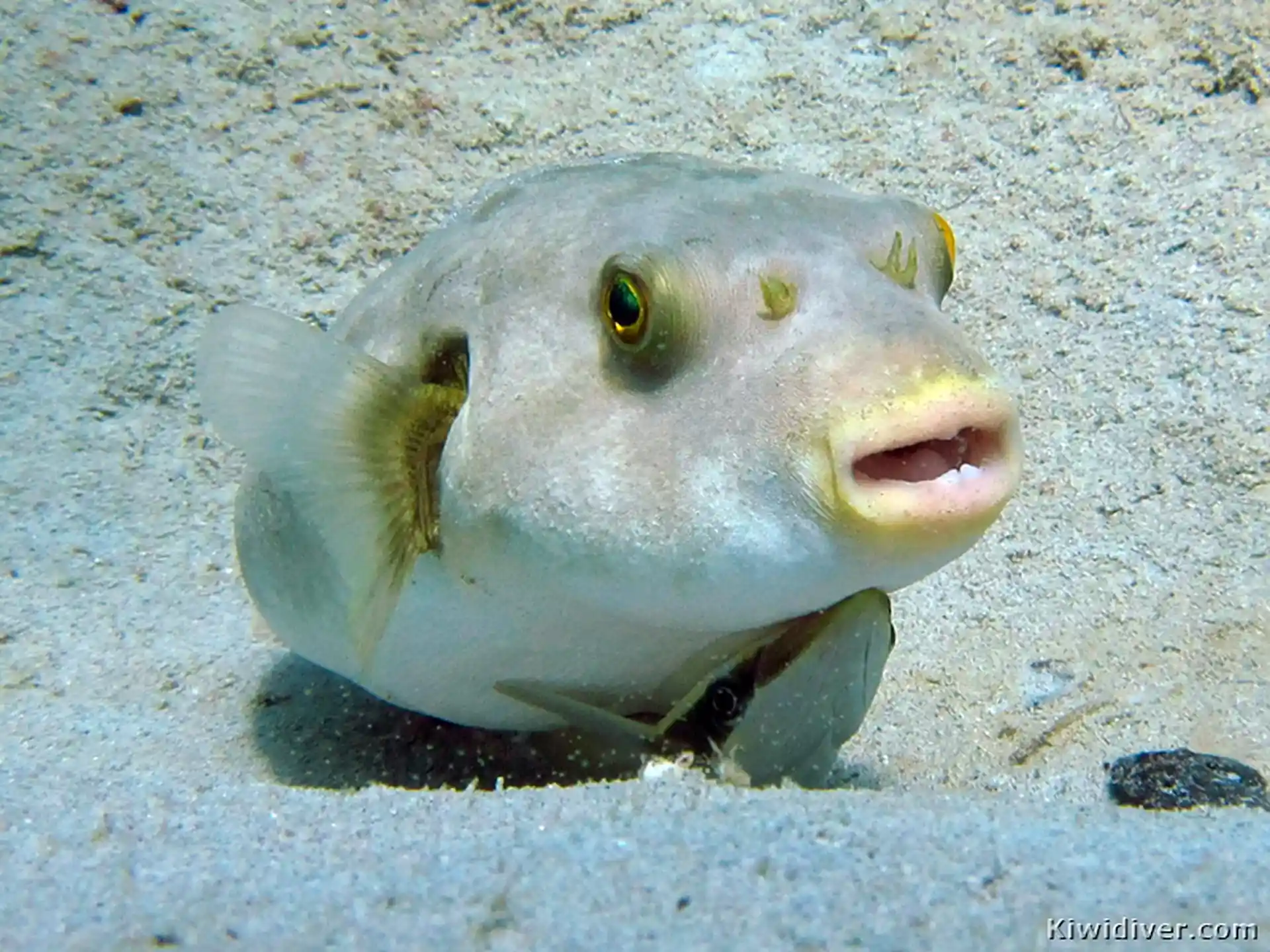 ダイビングサイトの写真