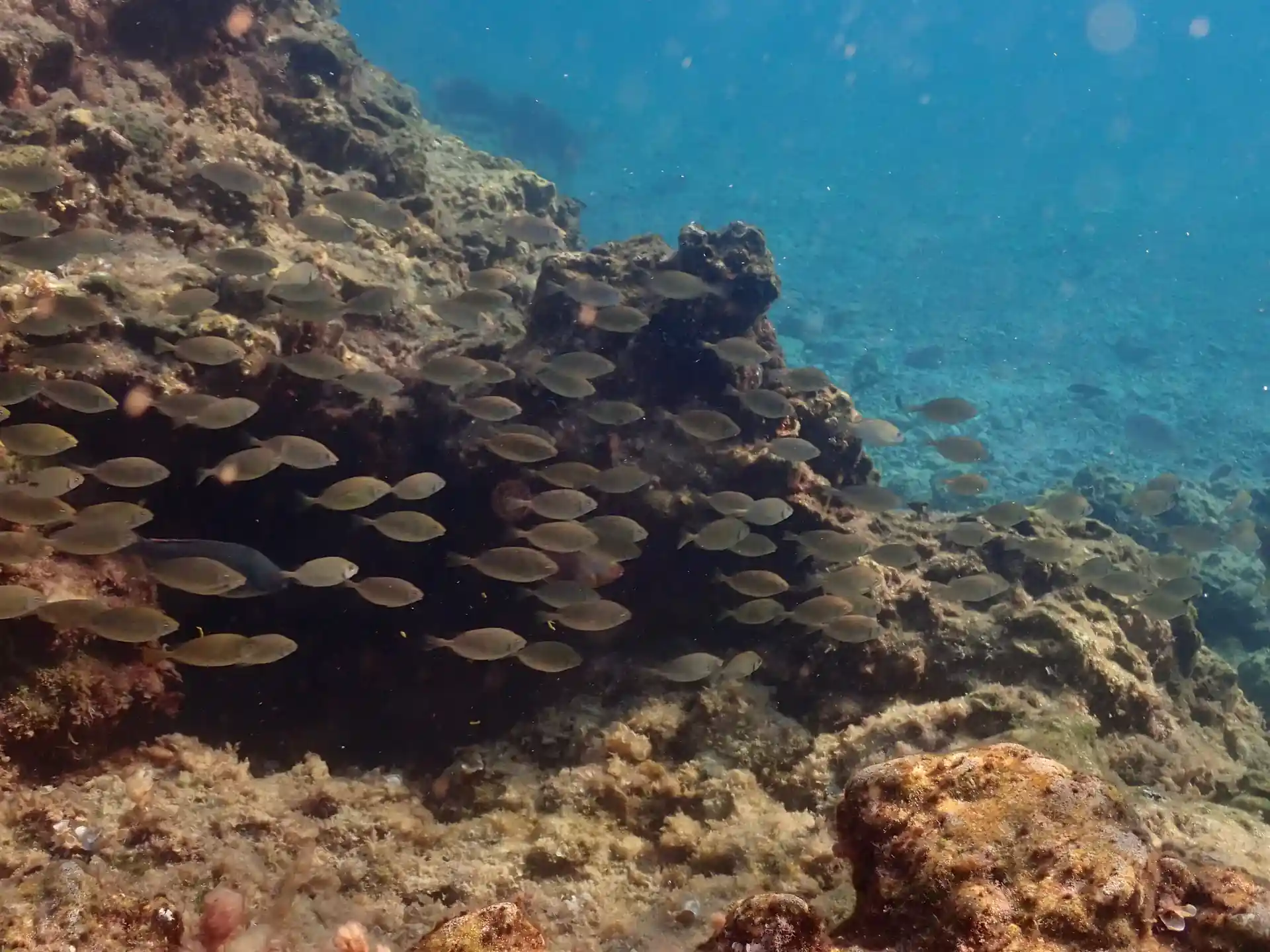 Das Leben inmitten der Felsüberhänge.