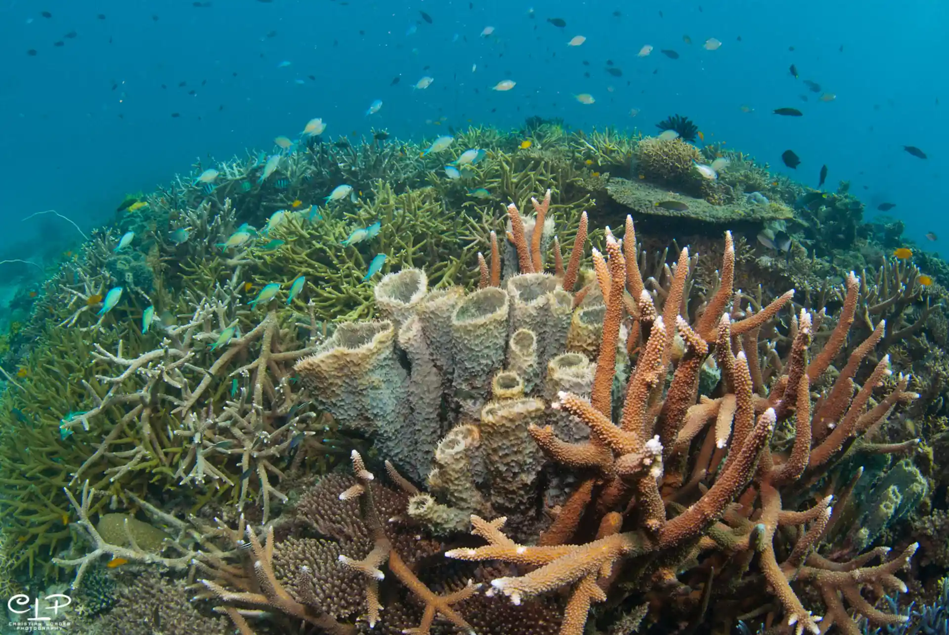 Photo de l'activité