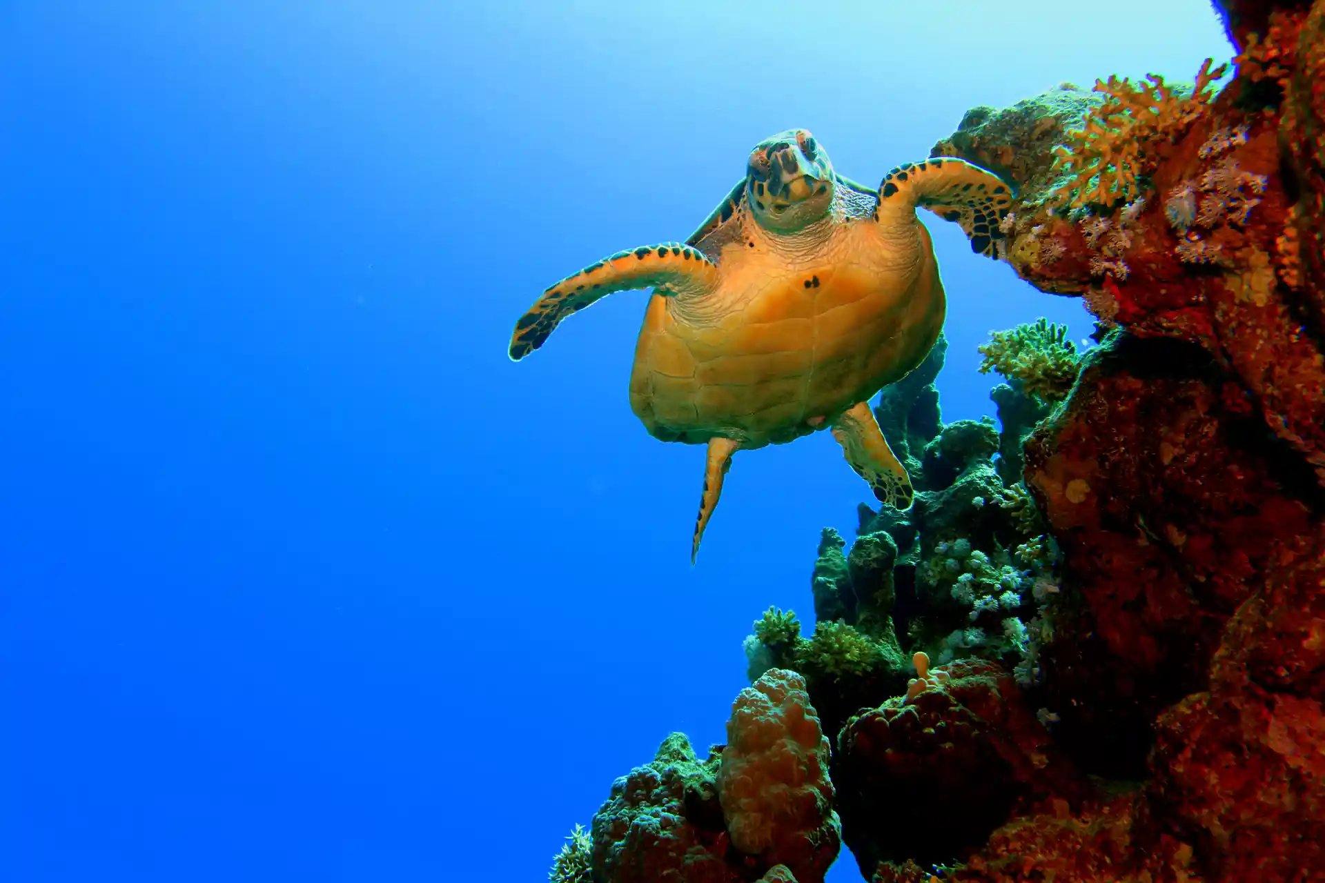 Dive shop photo
